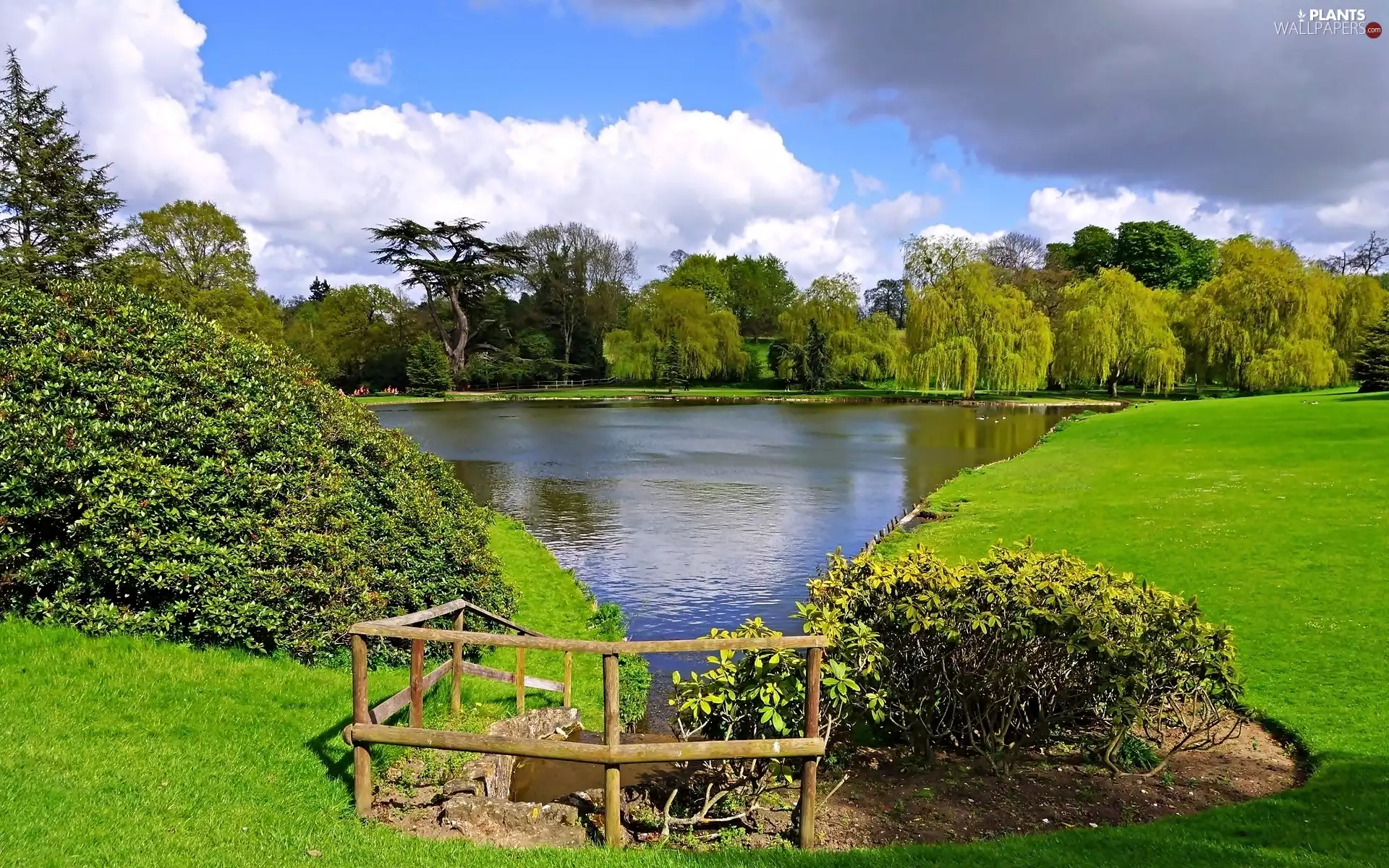 viewes, willow, Pond - car, trees, Park