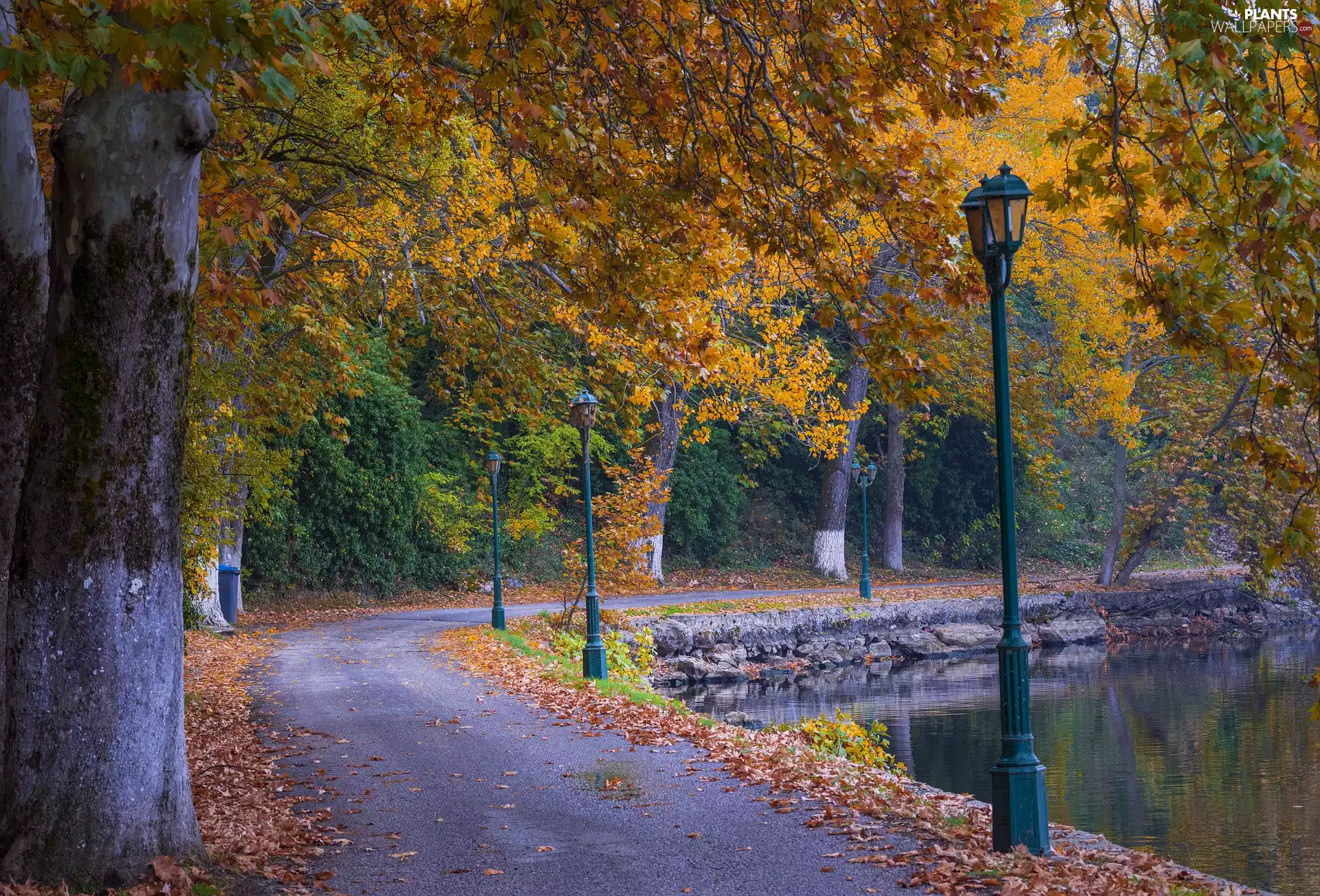 viewes, Way, Park, trees, autumn, lanterns, Pond - car