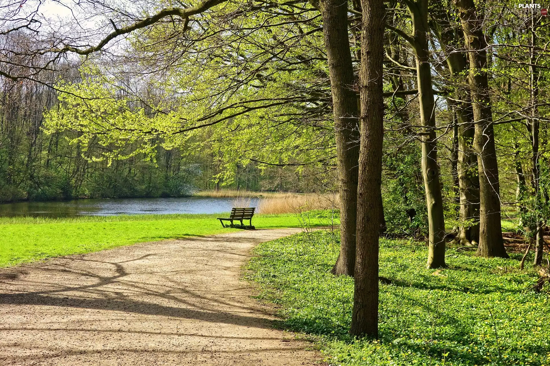 trees, Park, Path, Bench, Spring, viewes, Pond - car