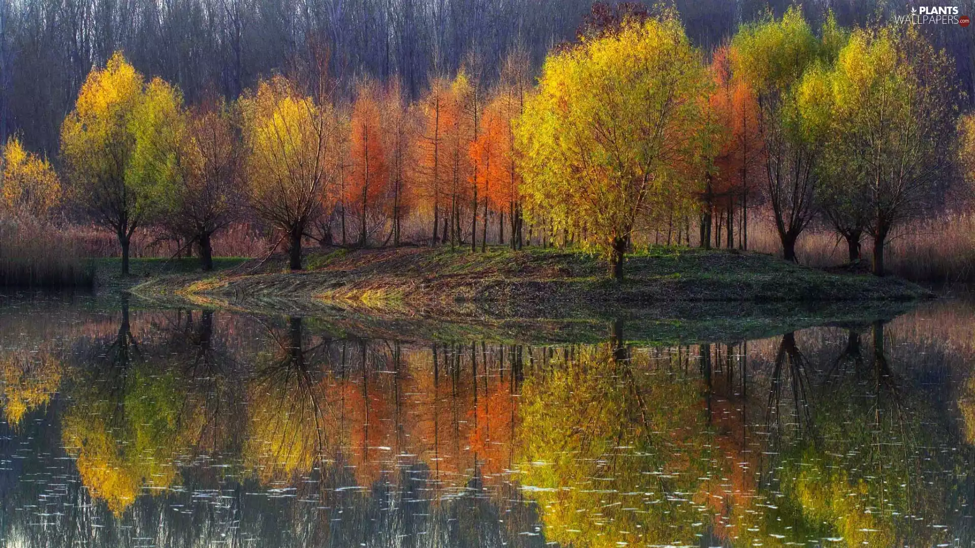 trees, autumn, Pond - car, reflection, viewes, color