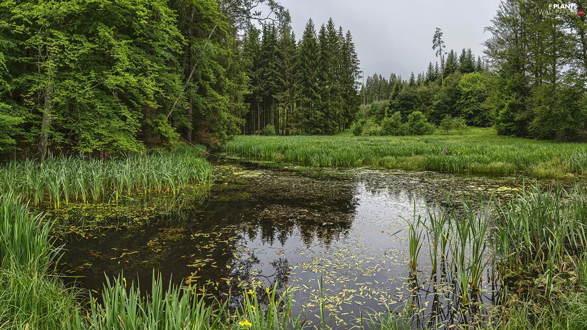 viewes, forest, Pond - car, rushes, bog, trees