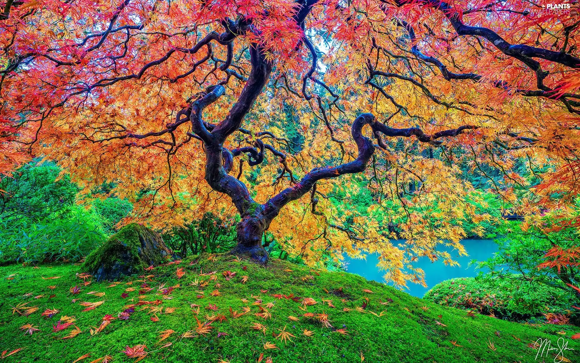 Maple Palm, Pond - car, trees, Leaf, autumn