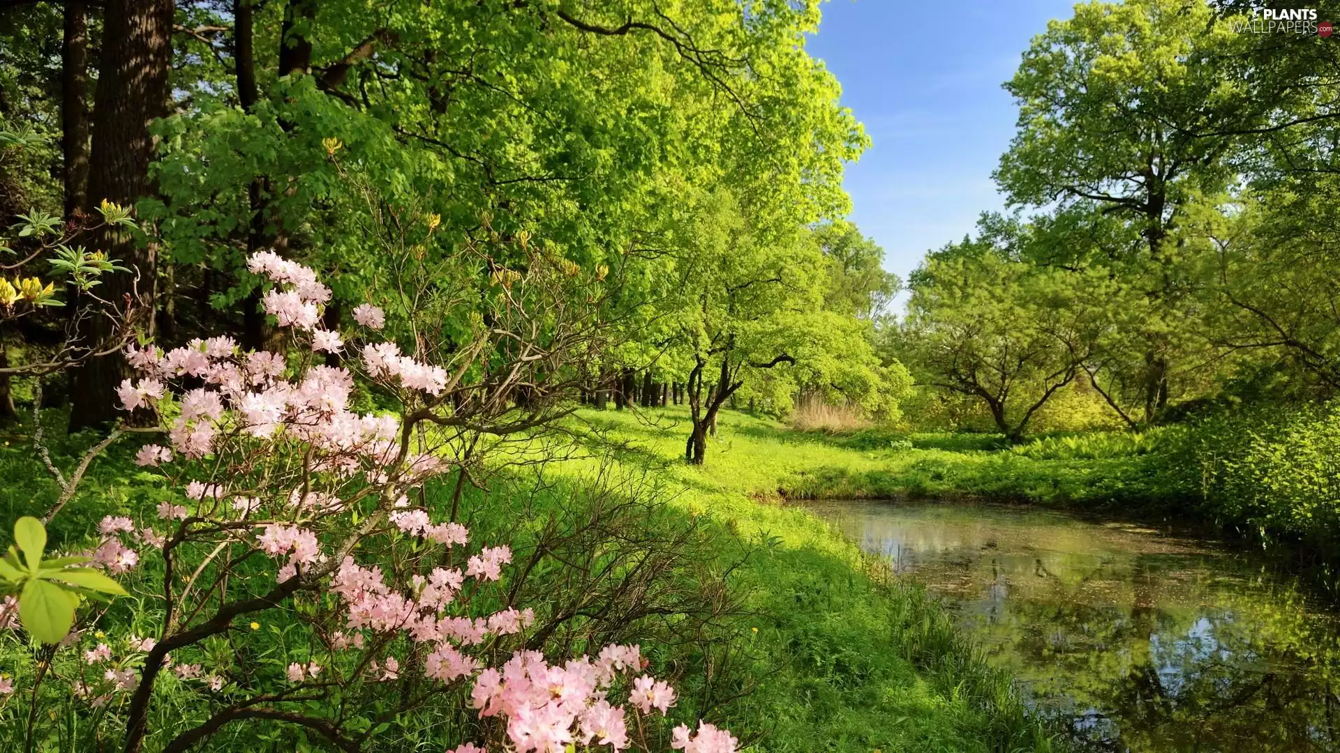 trees, Pink, Pond - car, Spring, viewes, rhododendron