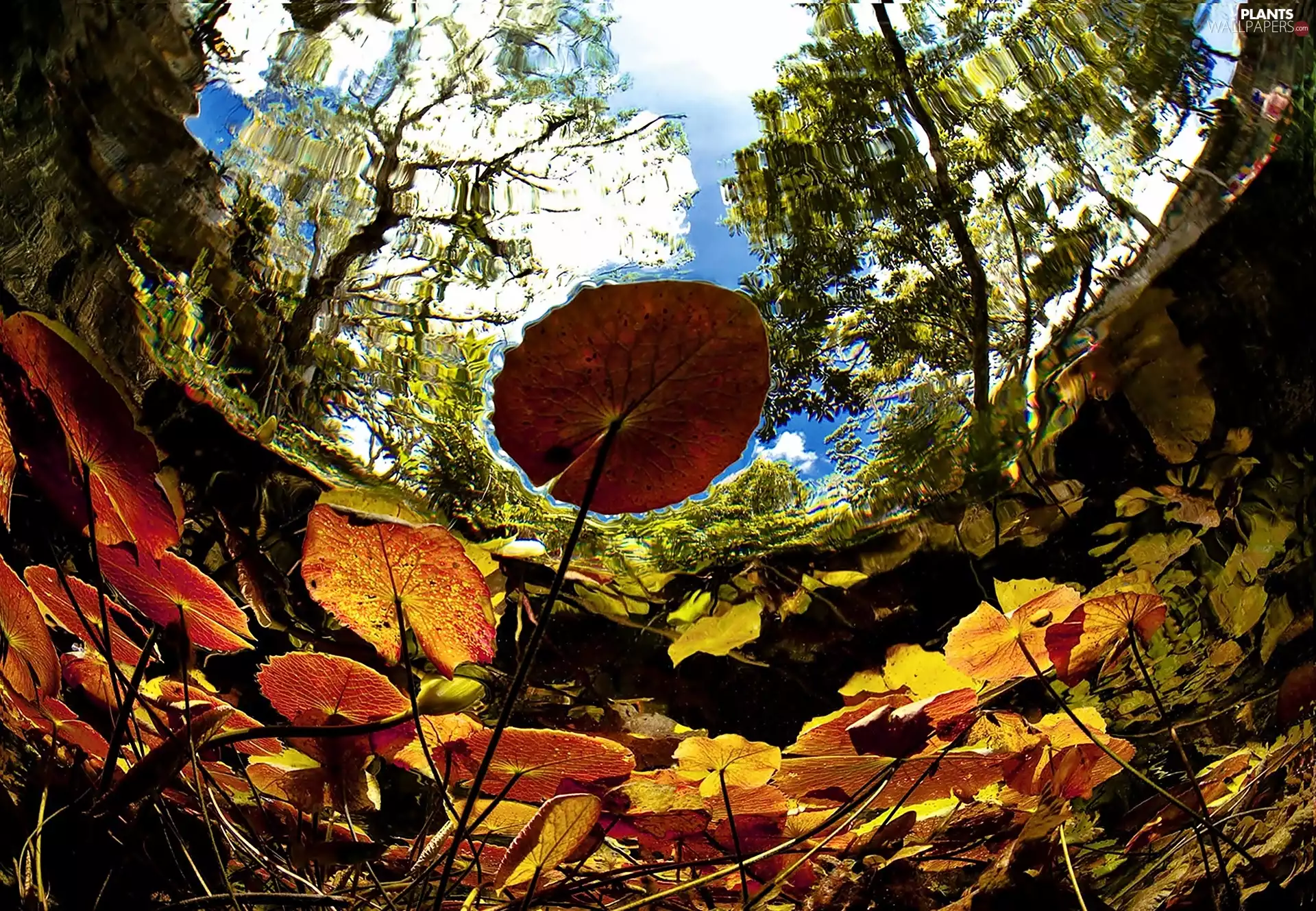 reflection, Plants, Pond - car