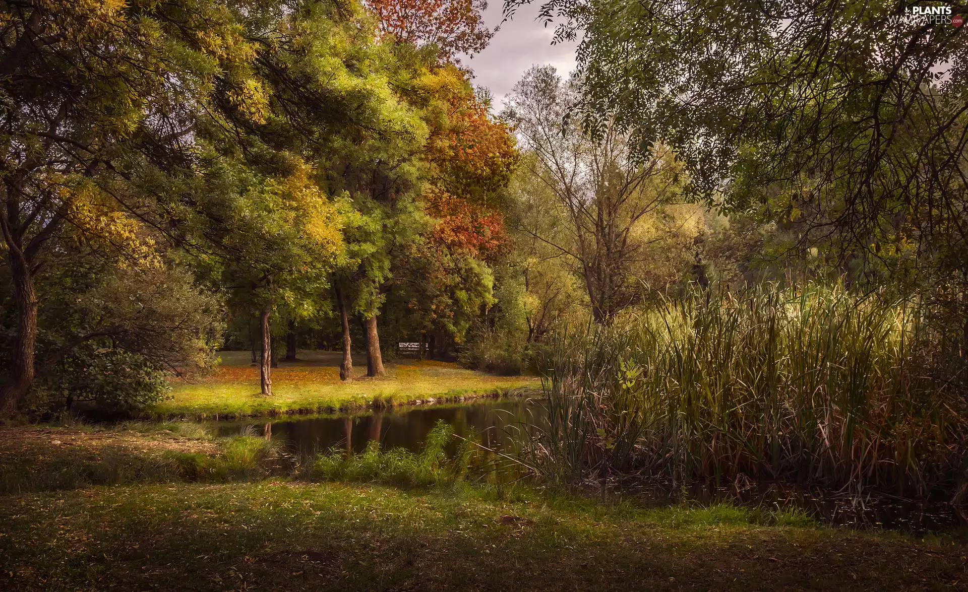 rushes, Park, Pond - car
