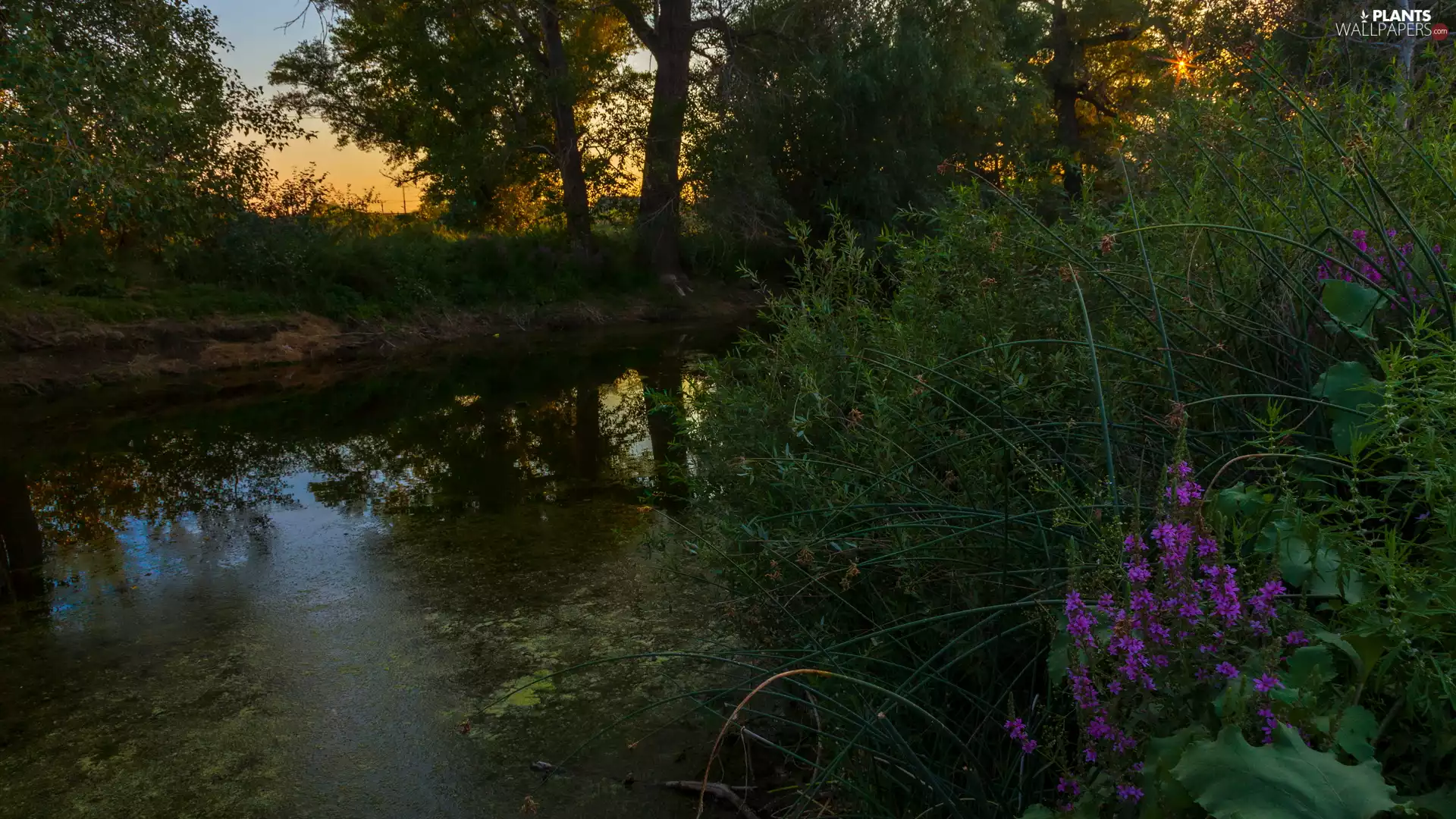 viewes, Flowers, Pond - car, trees, summer