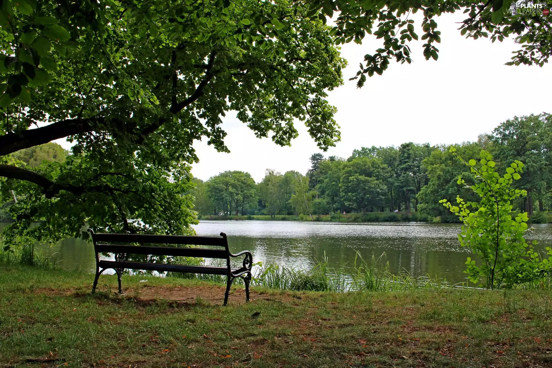 Pond - car, trees, Park, Bench