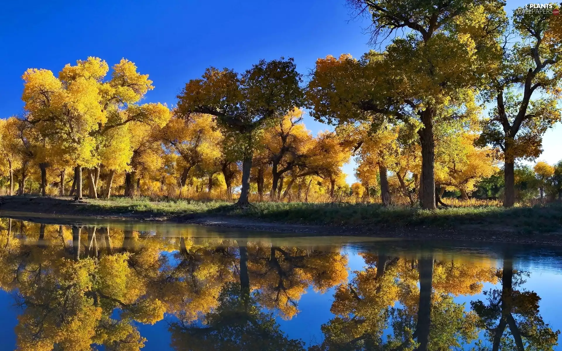 Pond - car, trees, viewes, lake