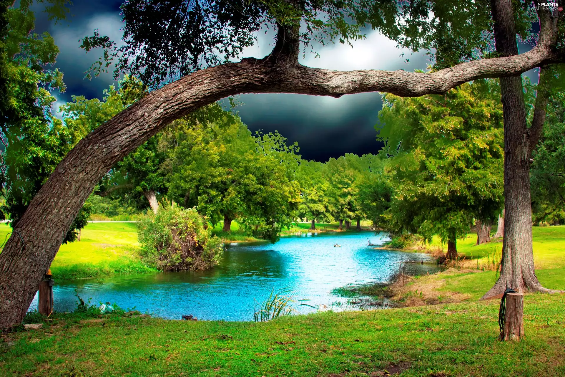Pond - car, trees, viewes, Meadow