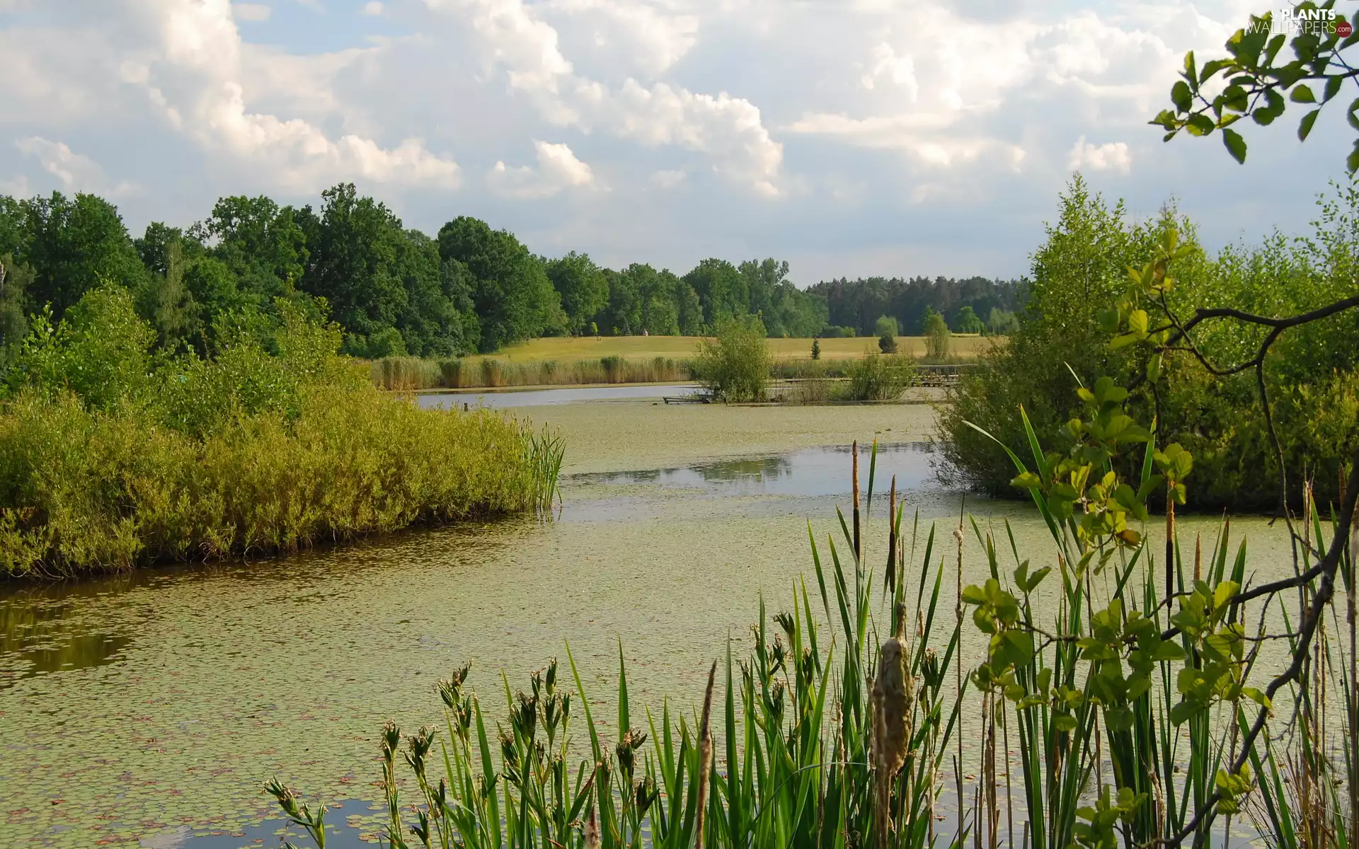Pond - car, trees, viewes, rushes