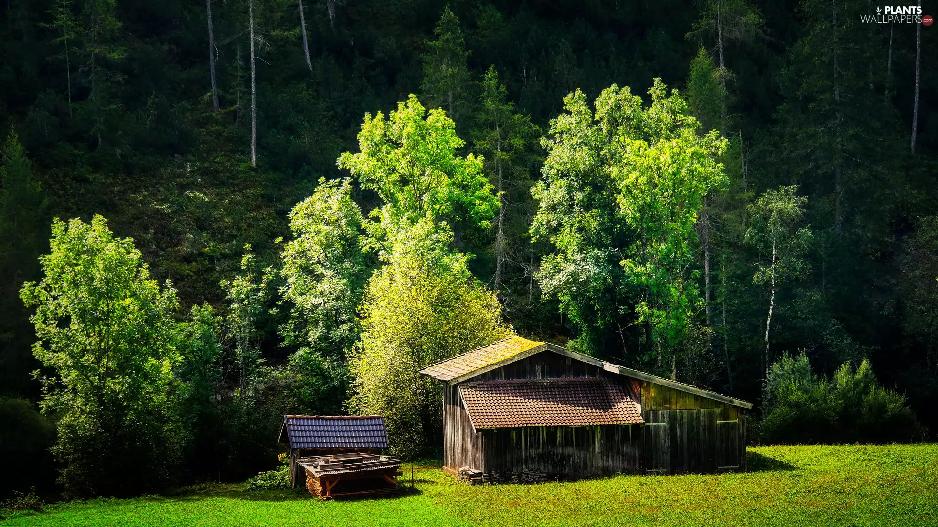 car in the meadow, cote, trees, forest, Barn, Valley, viewes