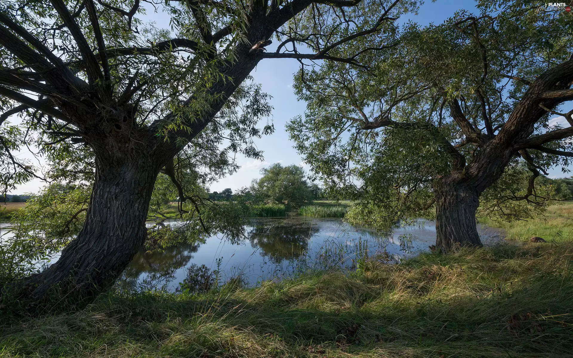 Pond - car, viewes, grass, trees