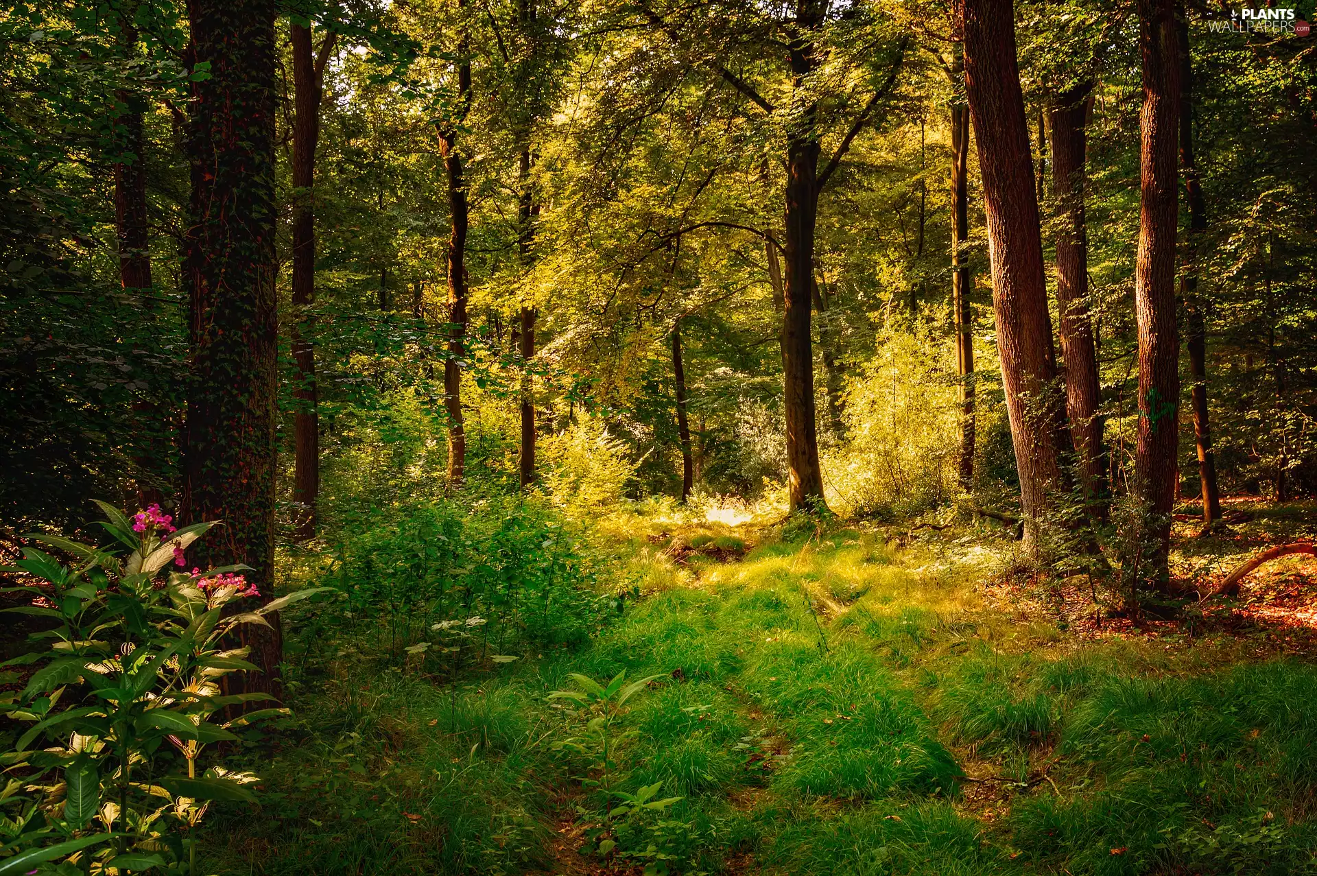 forest, trees, viewes, car in the meadow