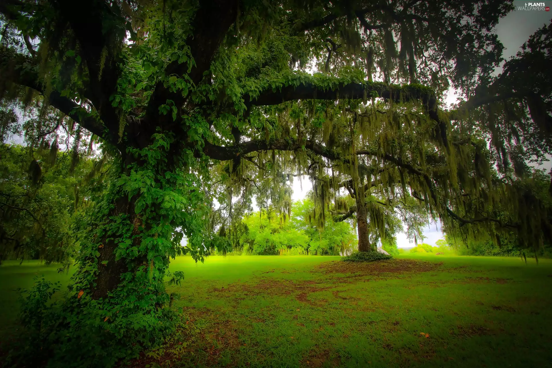 Park, trees, viewes, car in the meadow