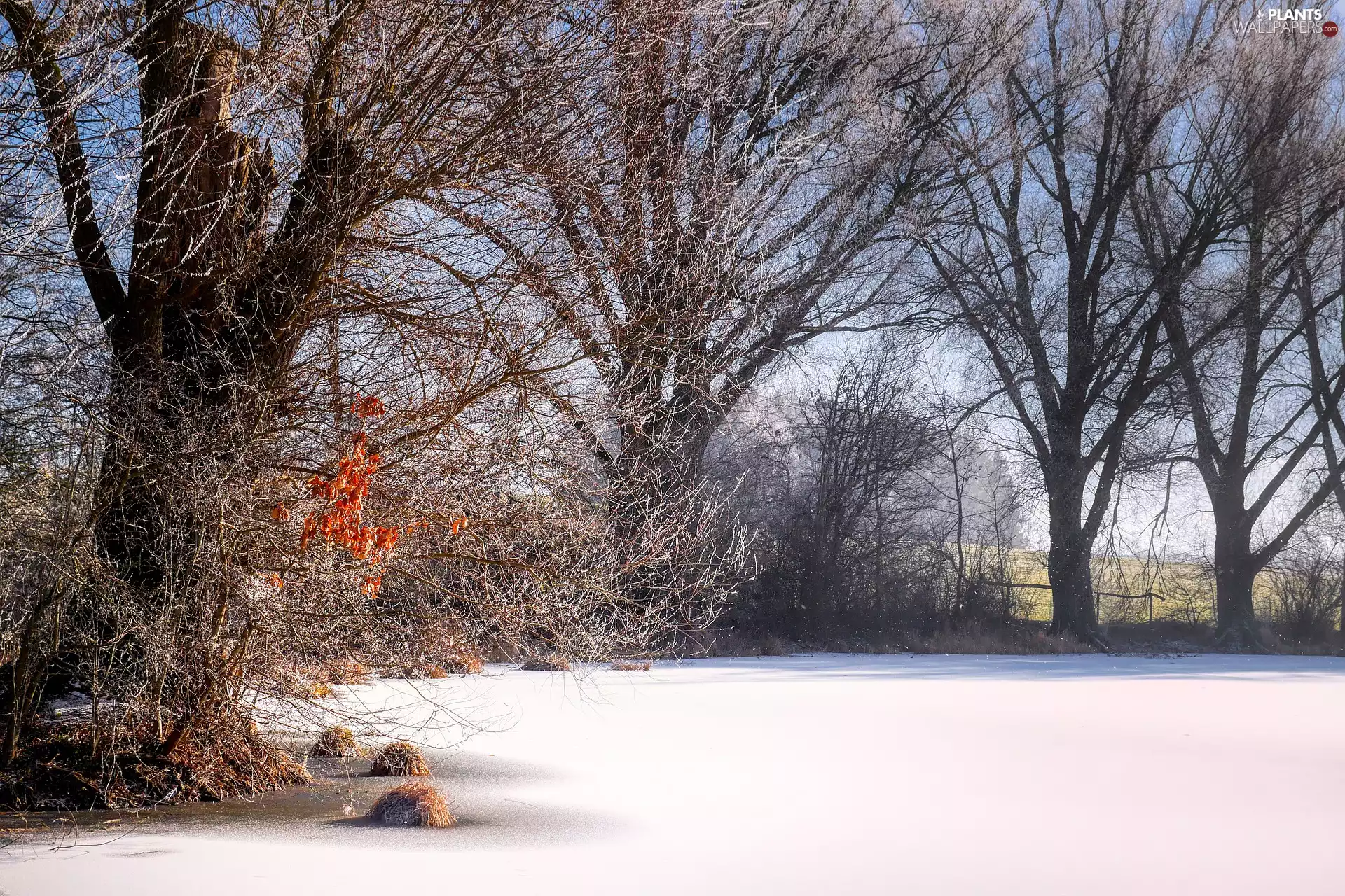 Icecream, winter, viewes, White frost, trees, Pond - car