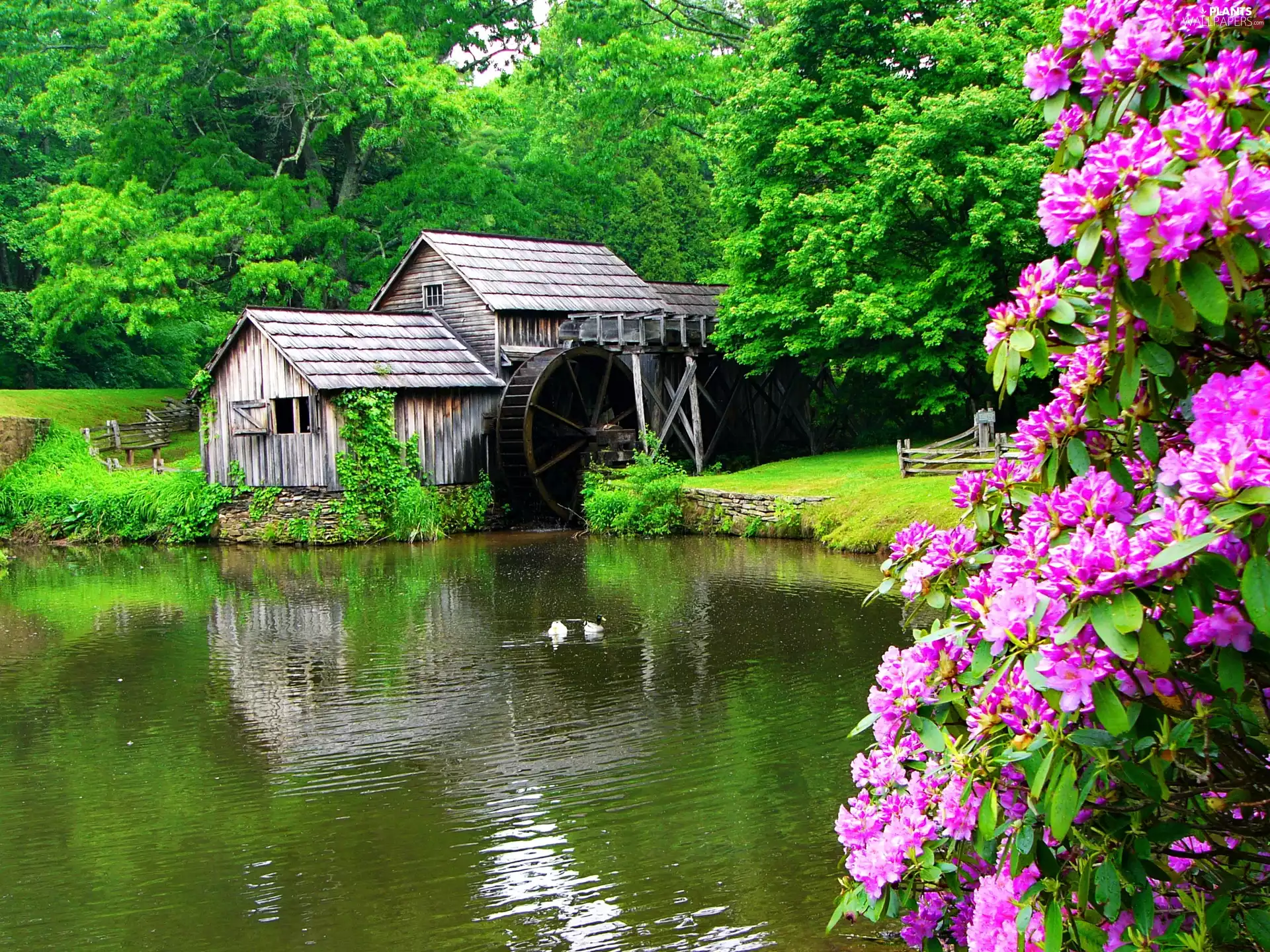 trees, viewes, Pond - car, Flowers, Windmill