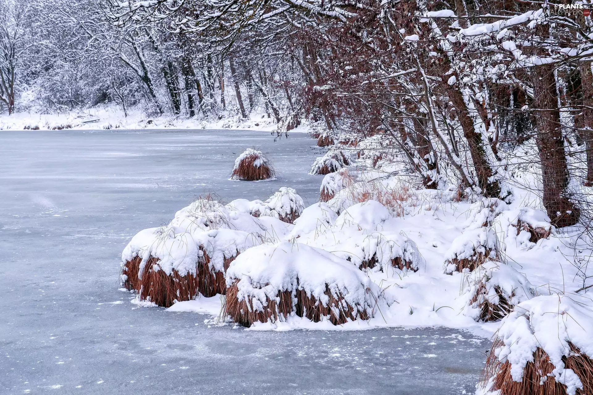 trees, viewes, Pond - car, grass, winter