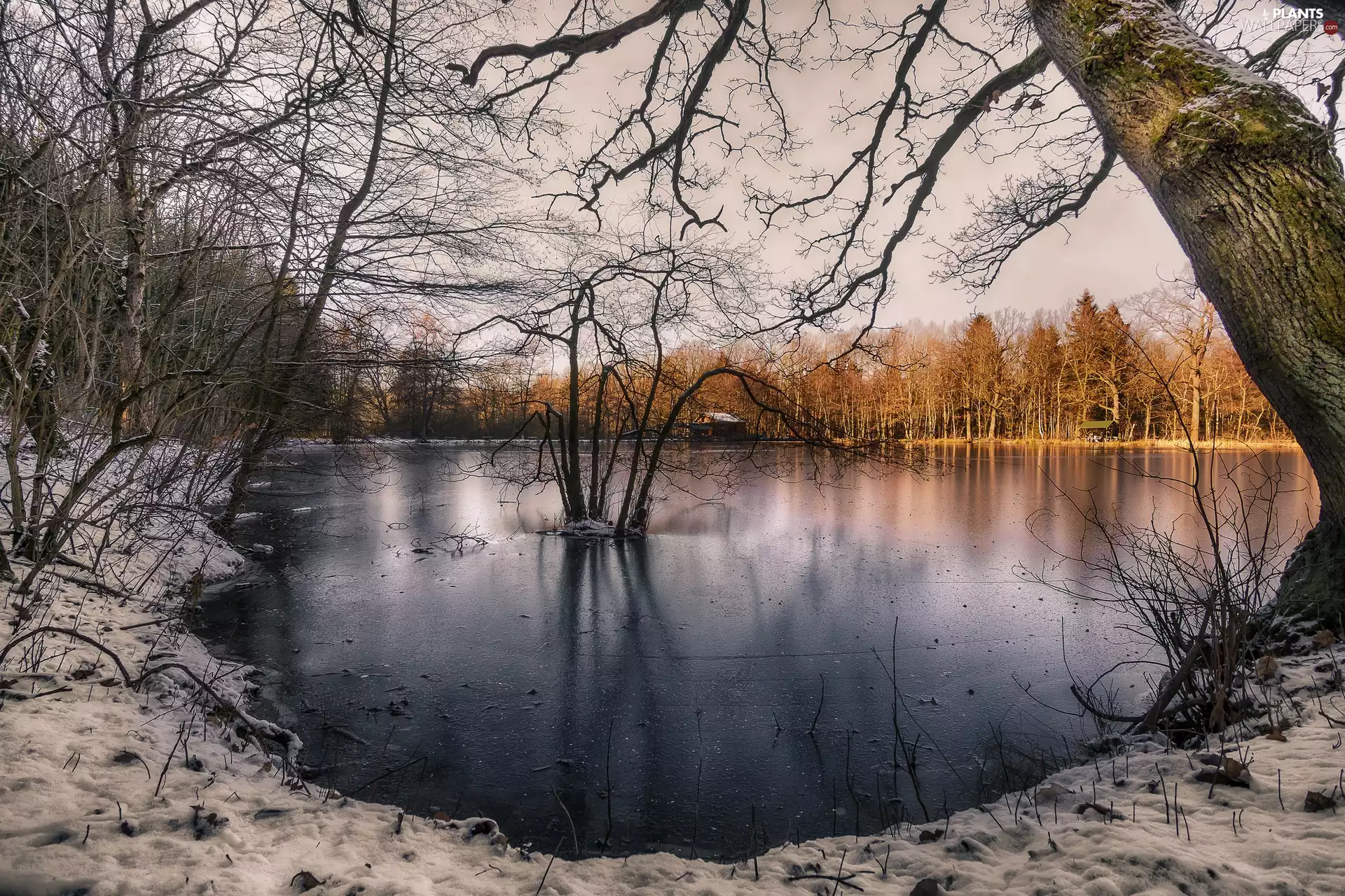 trees, viewes, Pond - car, snow, winter