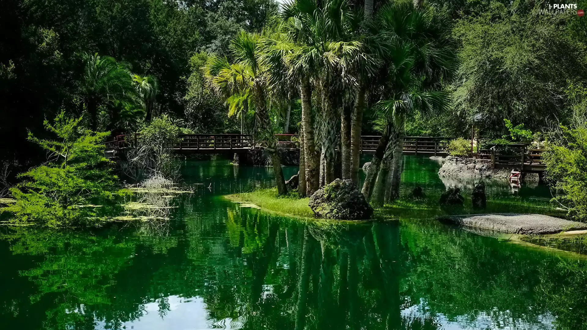 Palms, Garden, State of Florida, Pond - car, Cedar Lakes Woods and Gardens, bridges, The United States