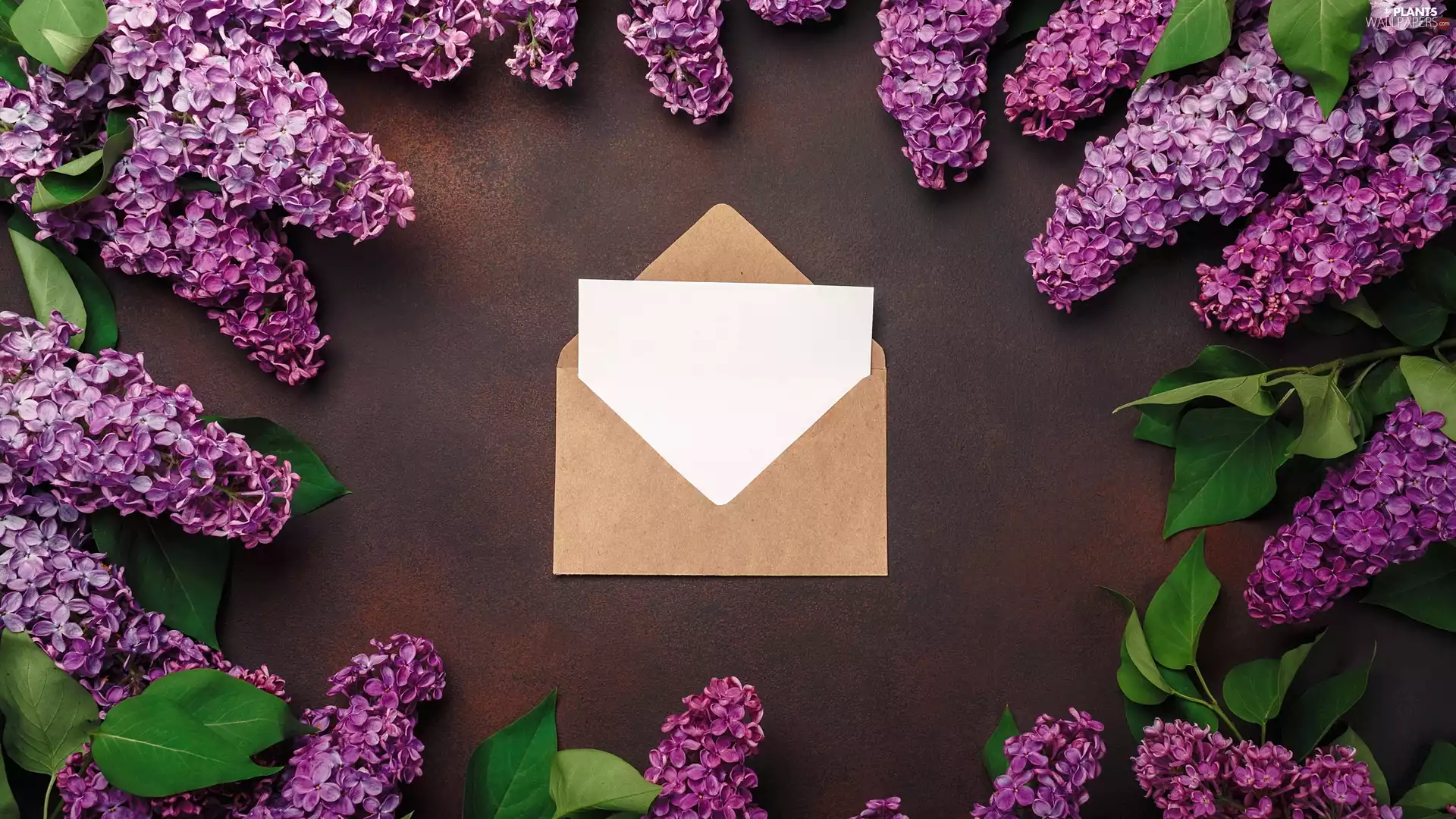 envelope, card, Violet, without, Flowers