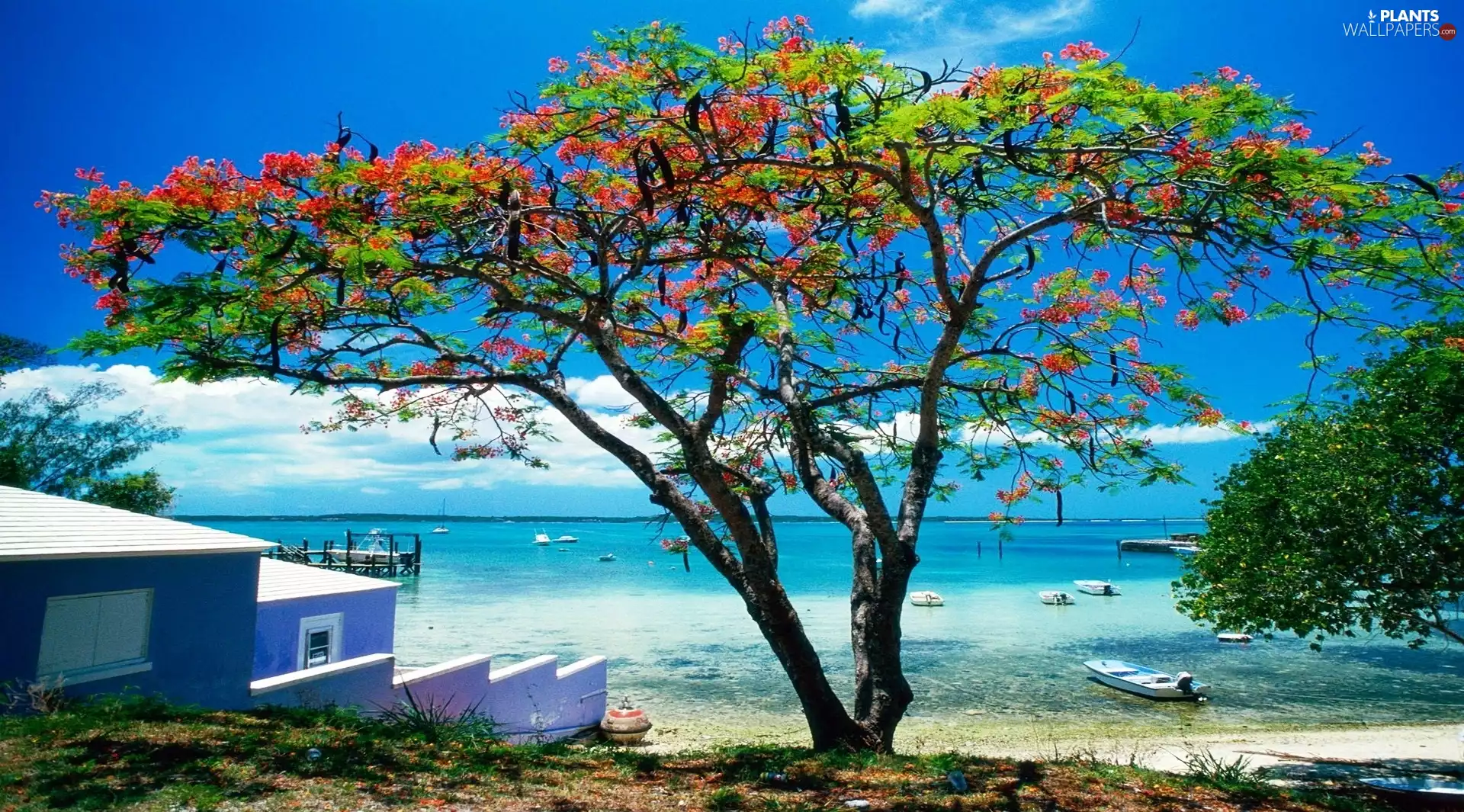 trees, Caribbean, Beaches, flourishing, sea