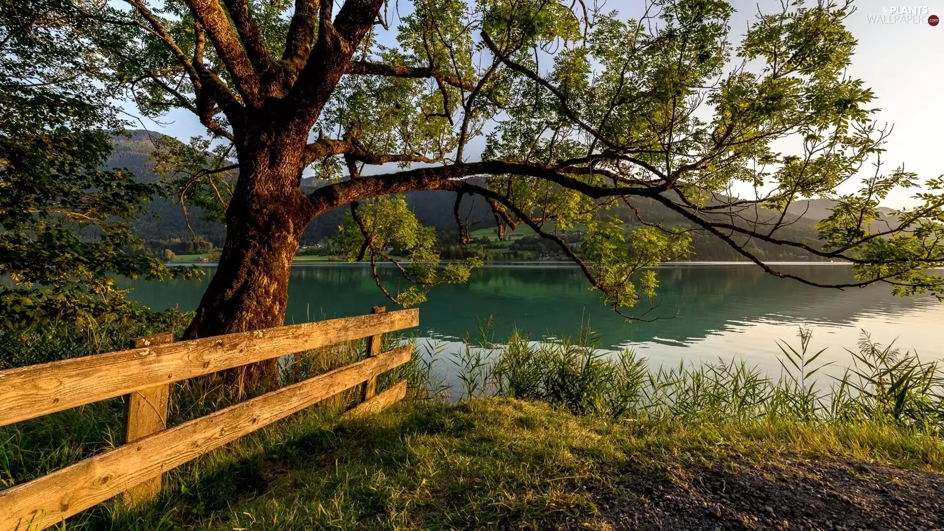 Weißensee Commune, Austria, trees, fence, Weißensee Lake, Carinthia