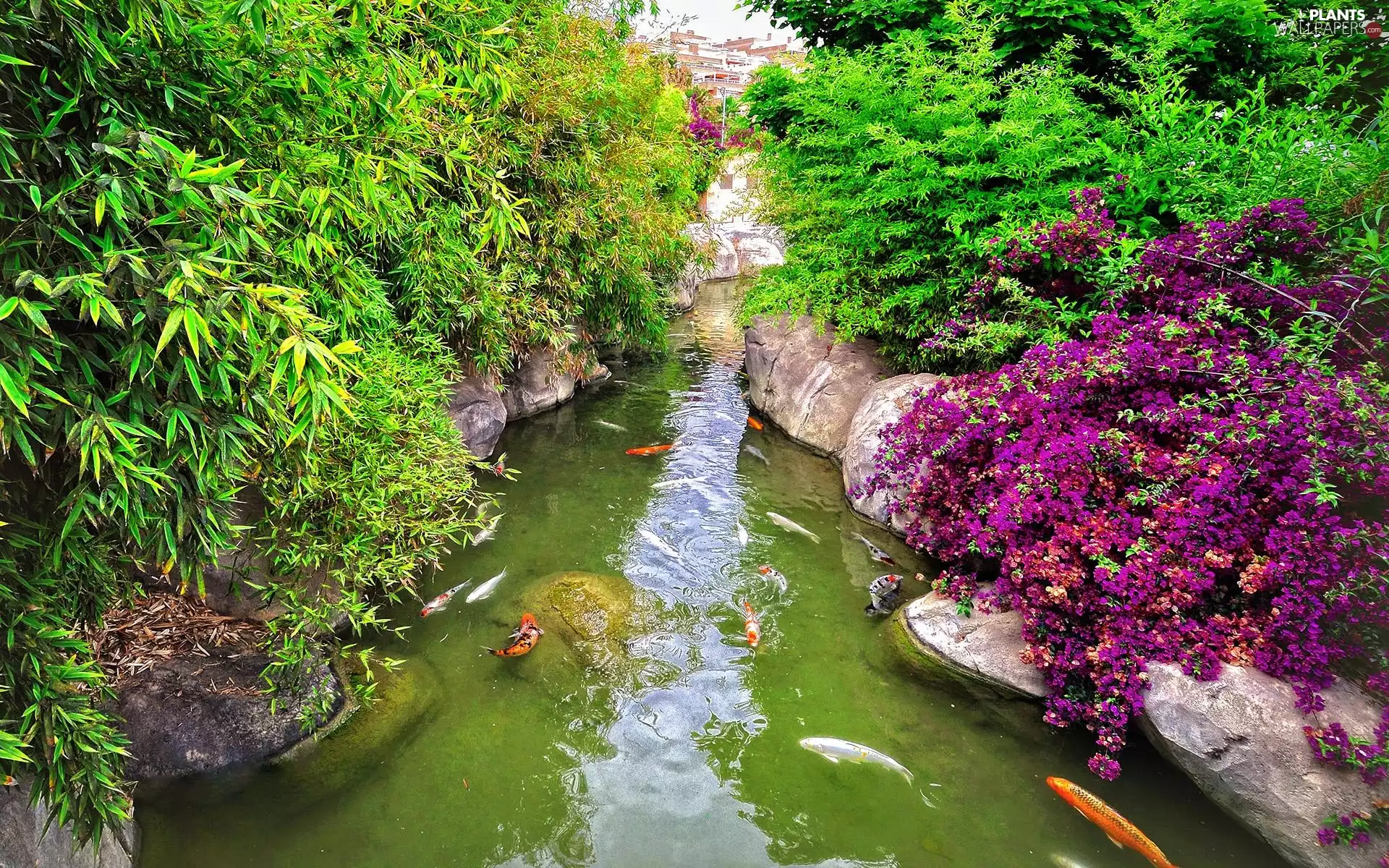 Koi, Pond - car, carp