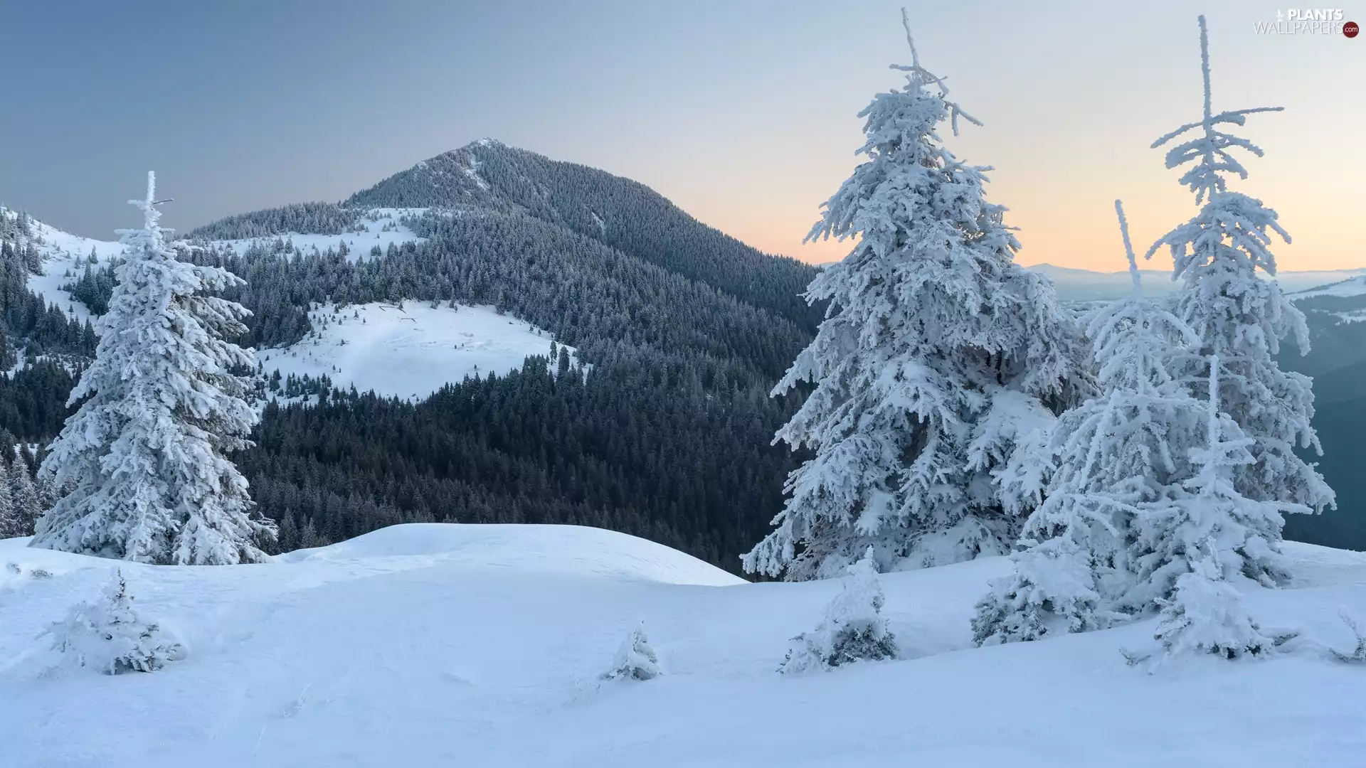 forest, Spruces, winter, Carpathian Mountains, Ukraine