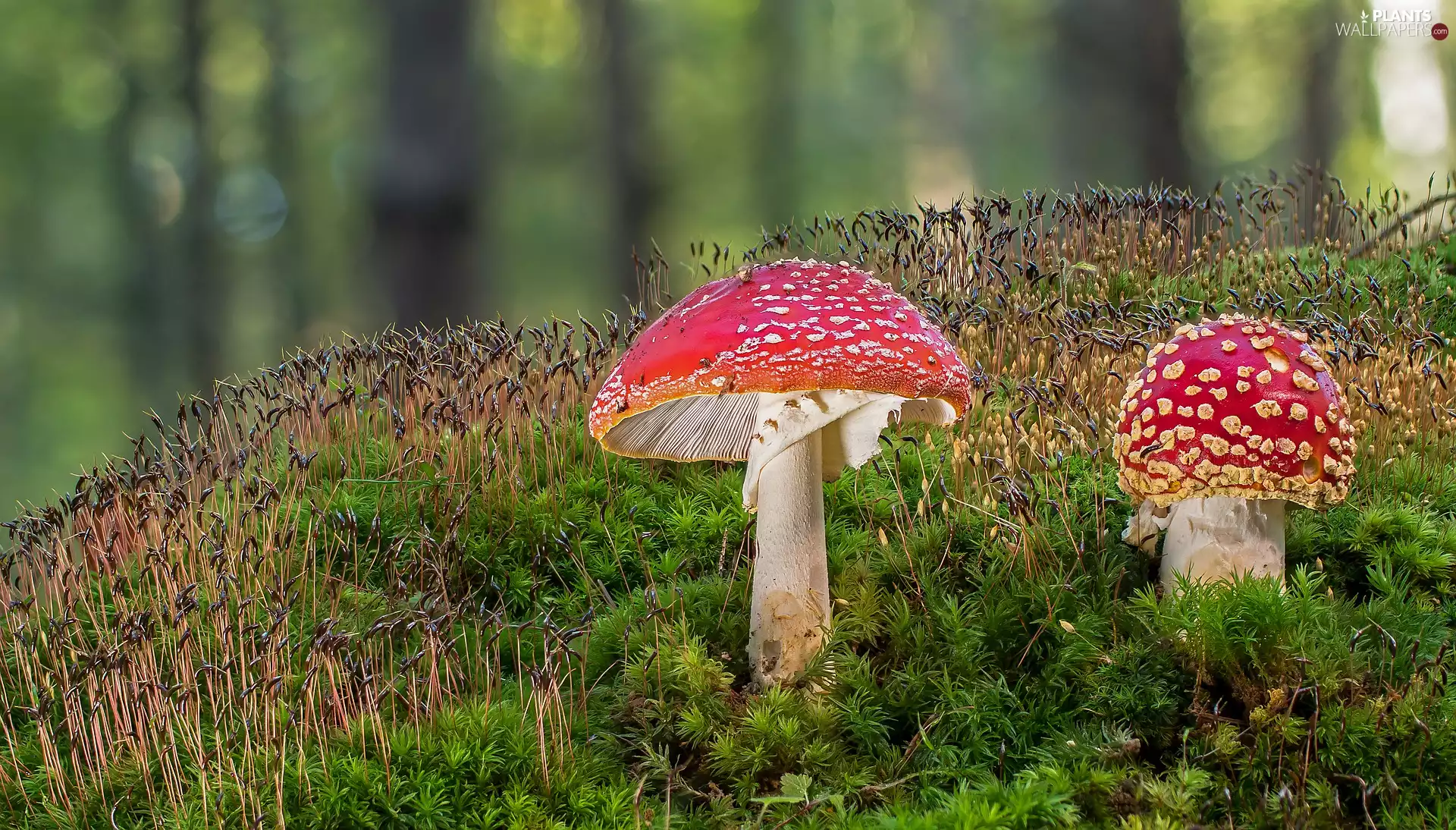 Two cars, toadstools, Moss, mushrooms