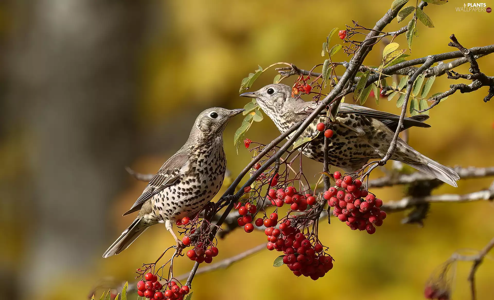 Two cars, Twigs, Plant, birds