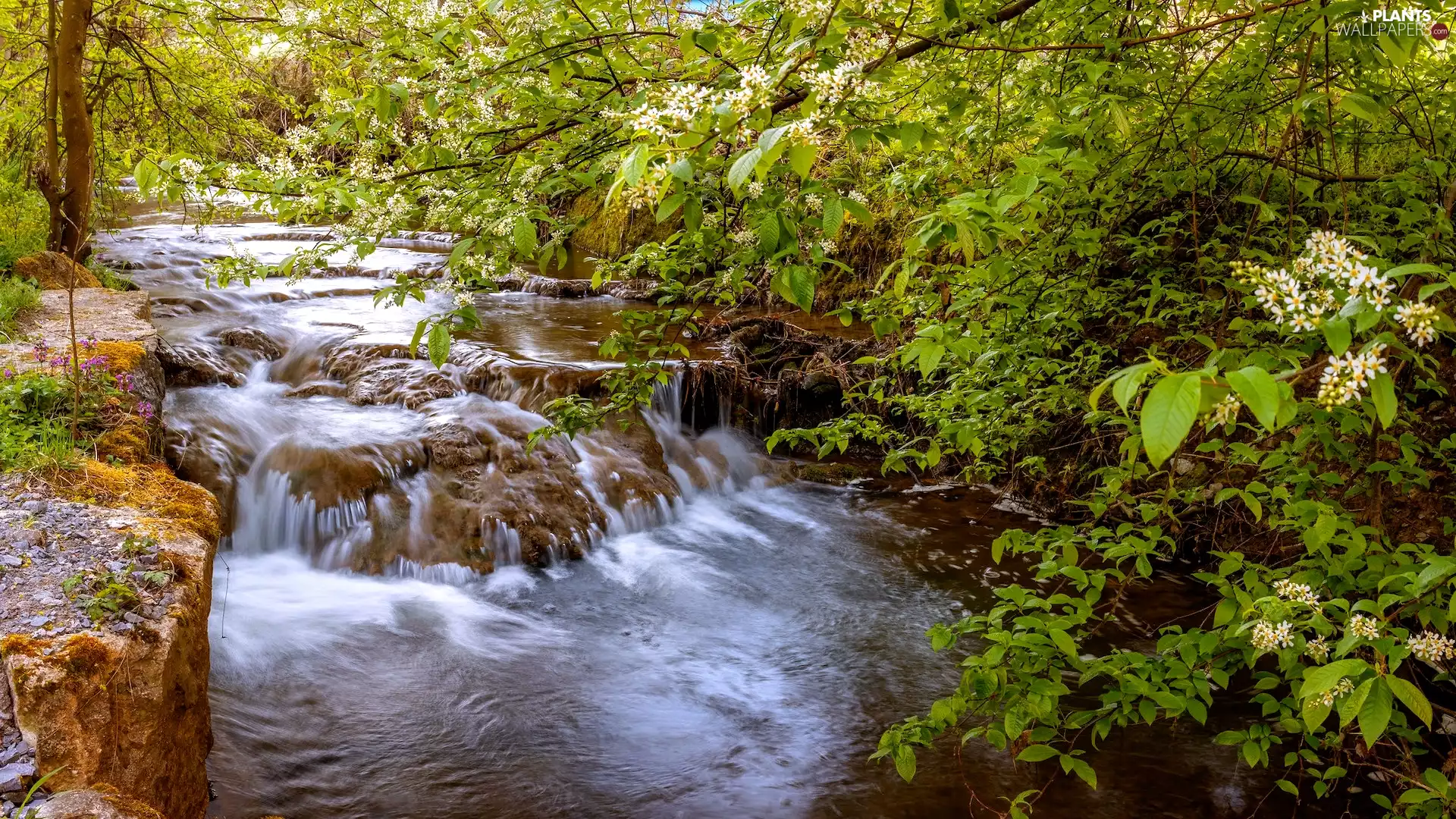 rocks, cascade, Spring, Bush, River