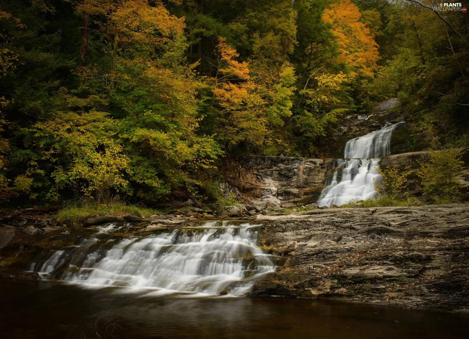 trees, River, cascade, viewes