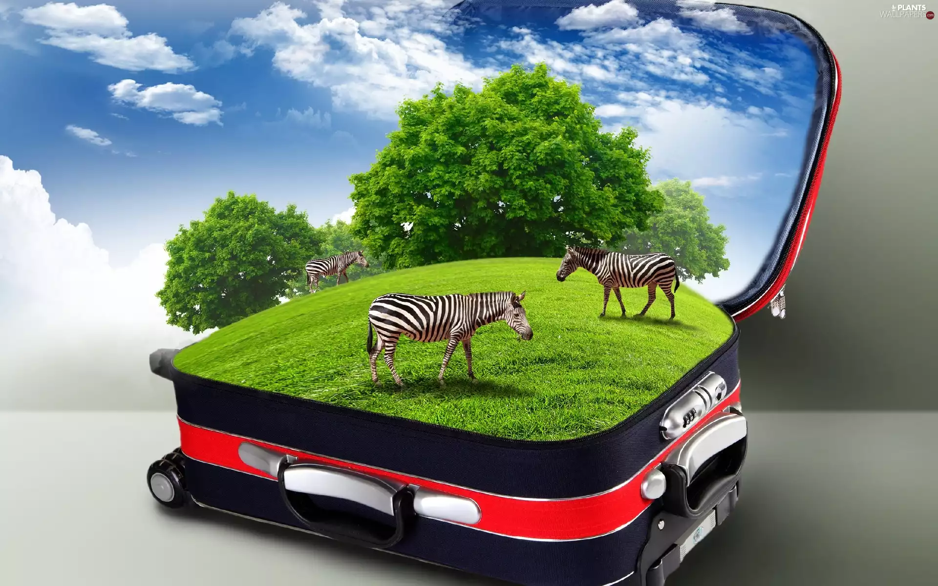 viewes, case, Meadow, trees, zebra