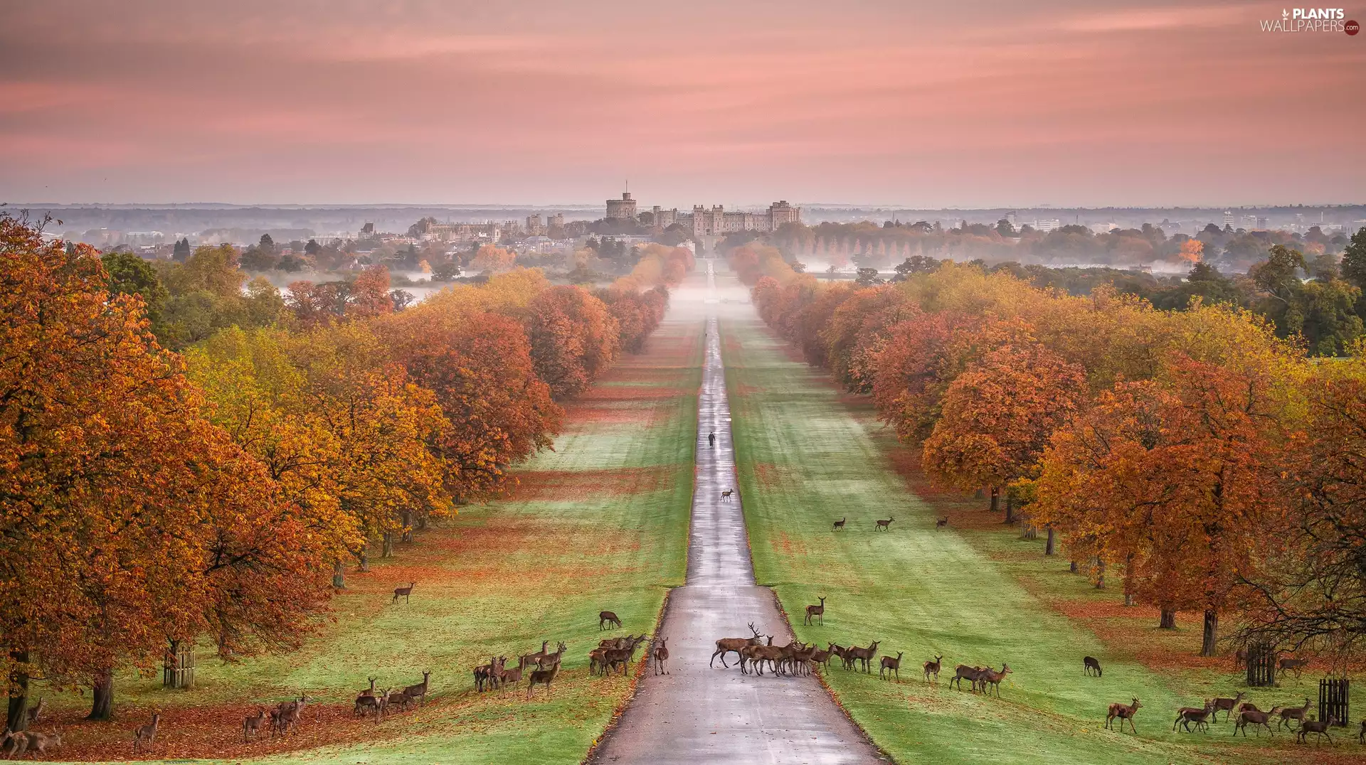 viewes, England, Windsor Castle, Deer, Park, Great Britain, Berkshire County, Fog, Way, trees