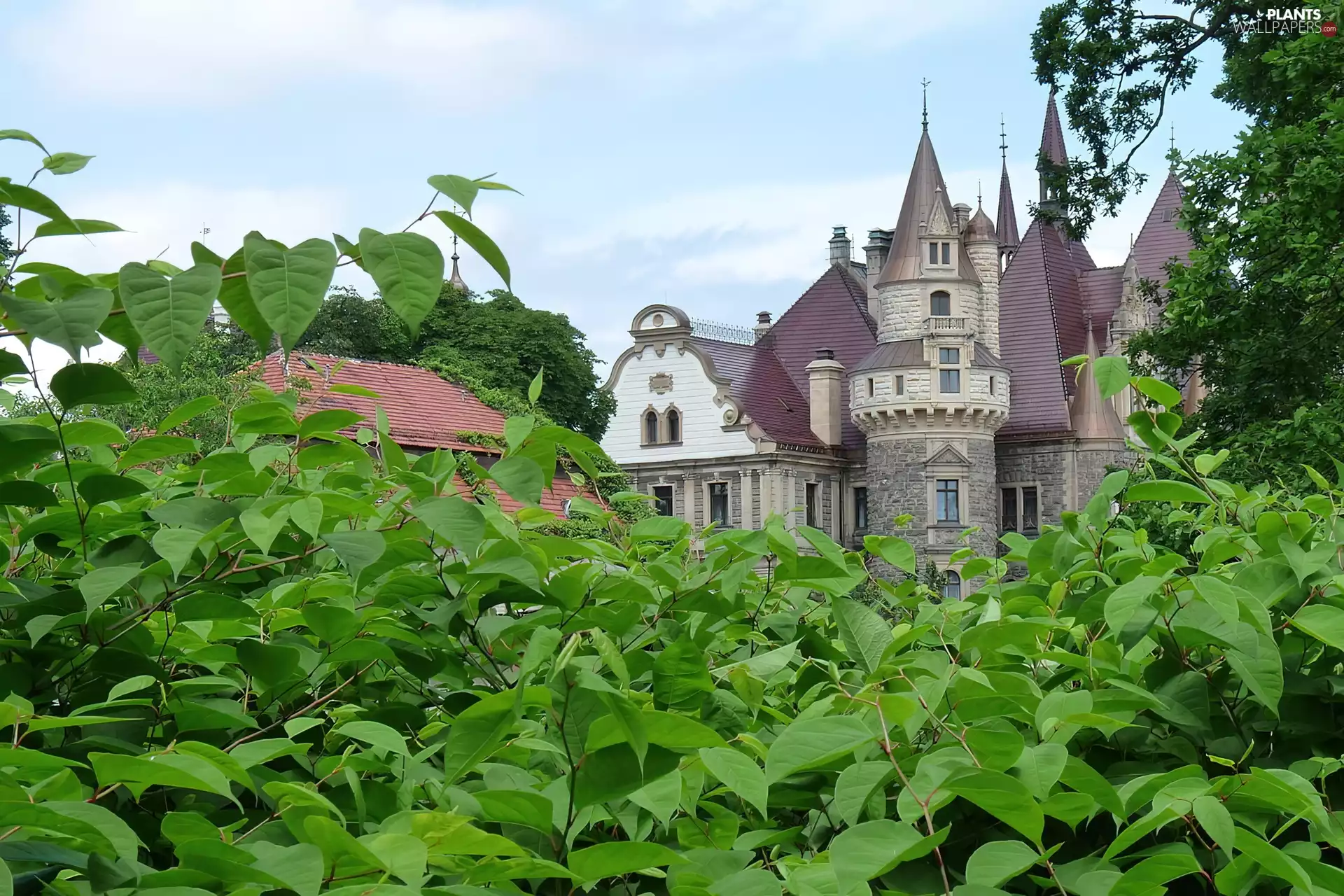 Leaf, scrotum, Poland, Castle
