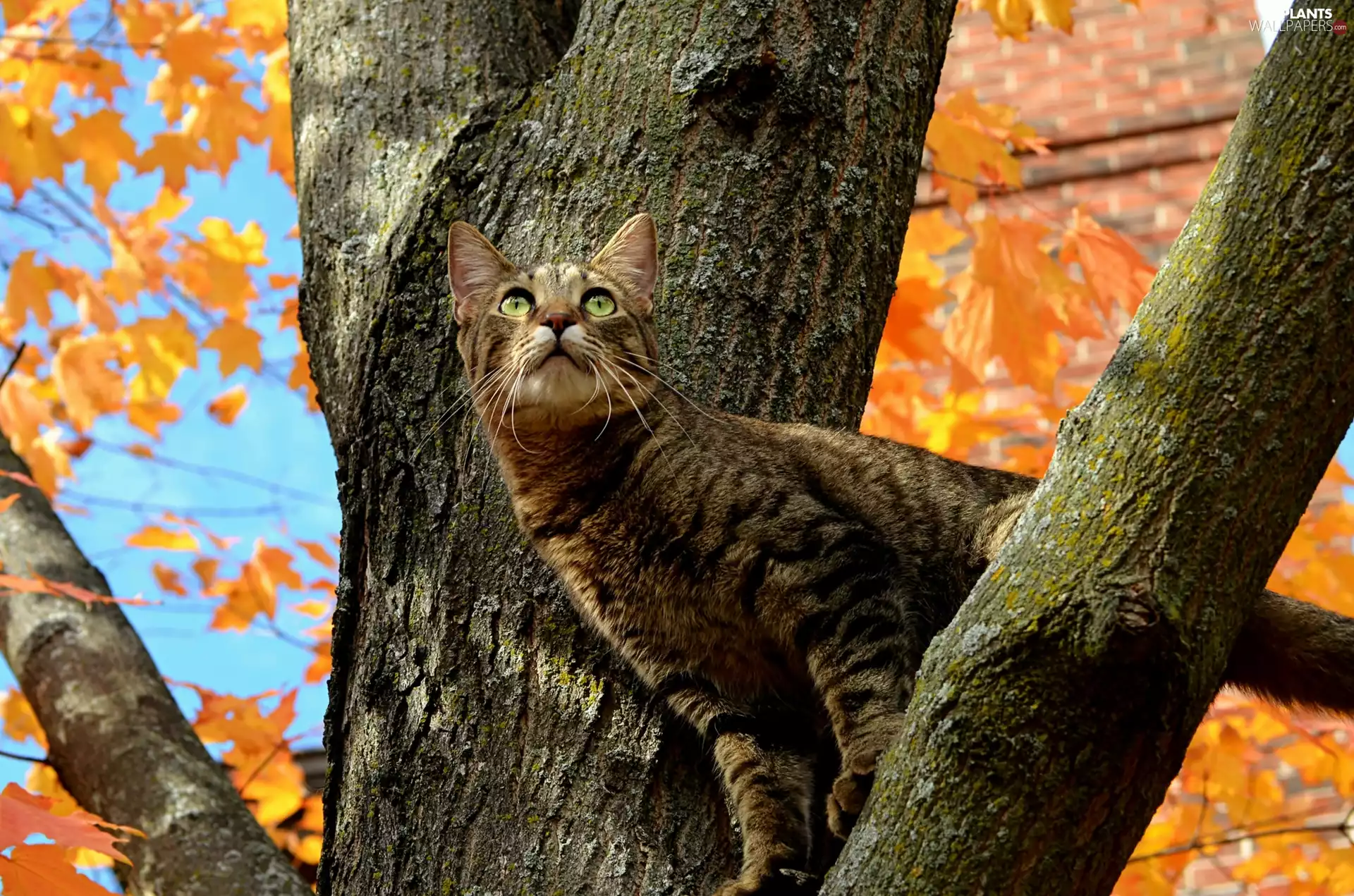 dun, trees, branches, cat