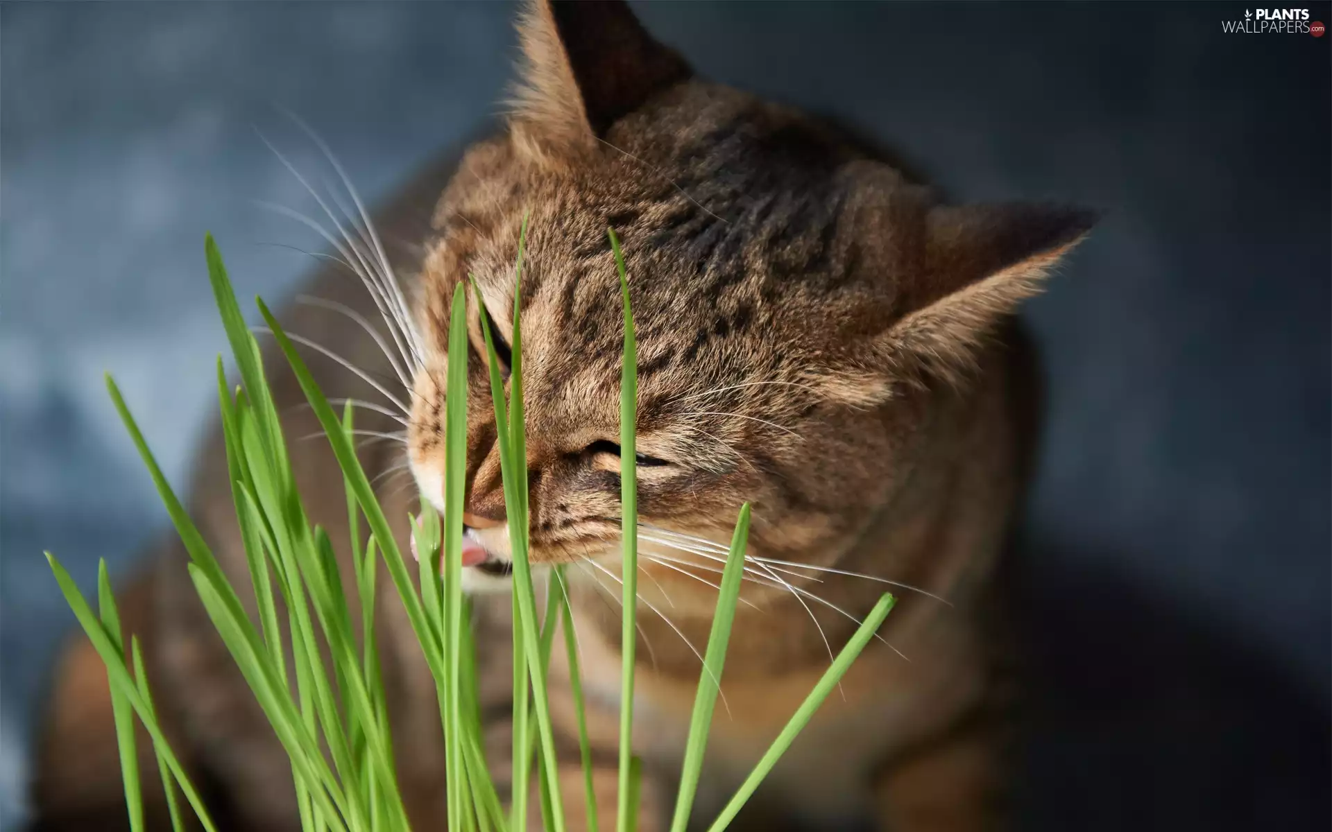 cat, grass