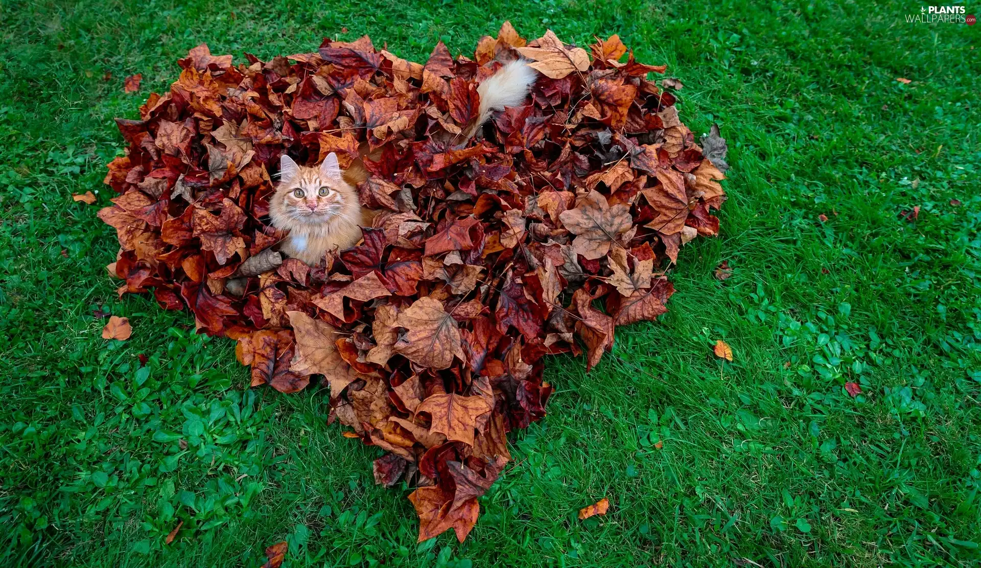 cat, Leaf, Heart