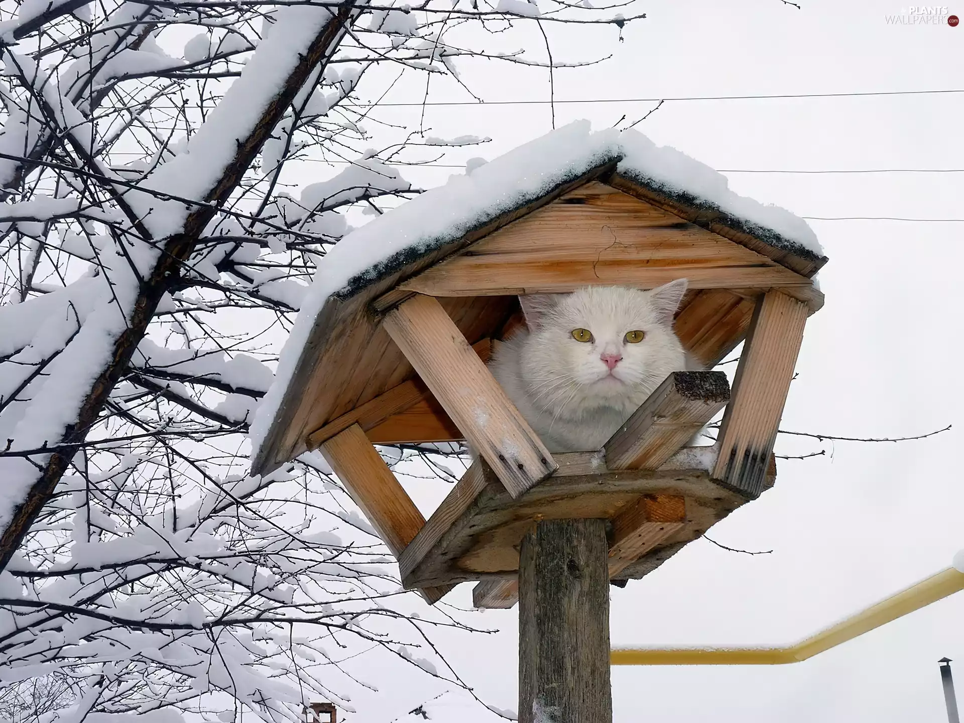 Snowy, cat, In Feeder, trees