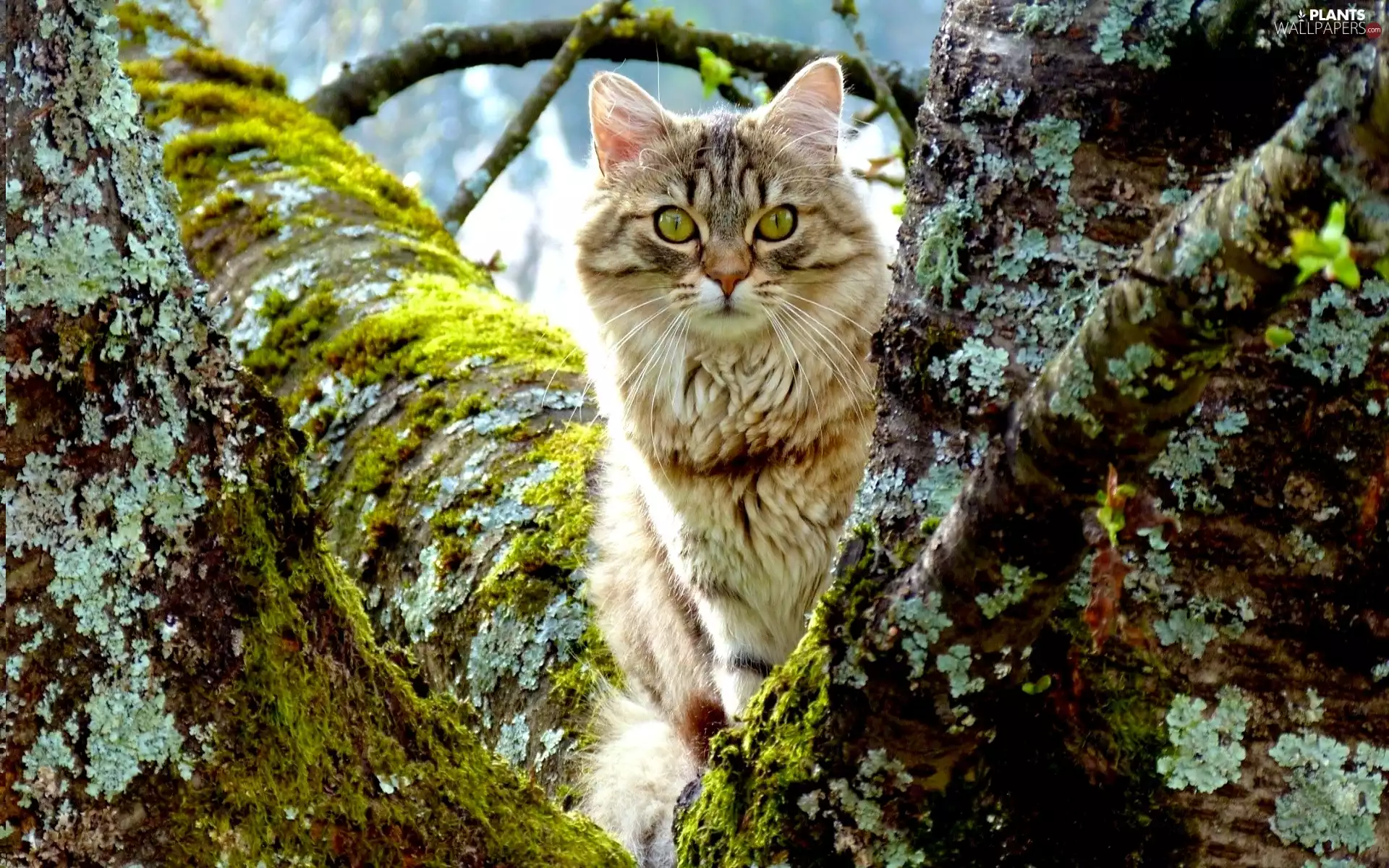 cat, trees