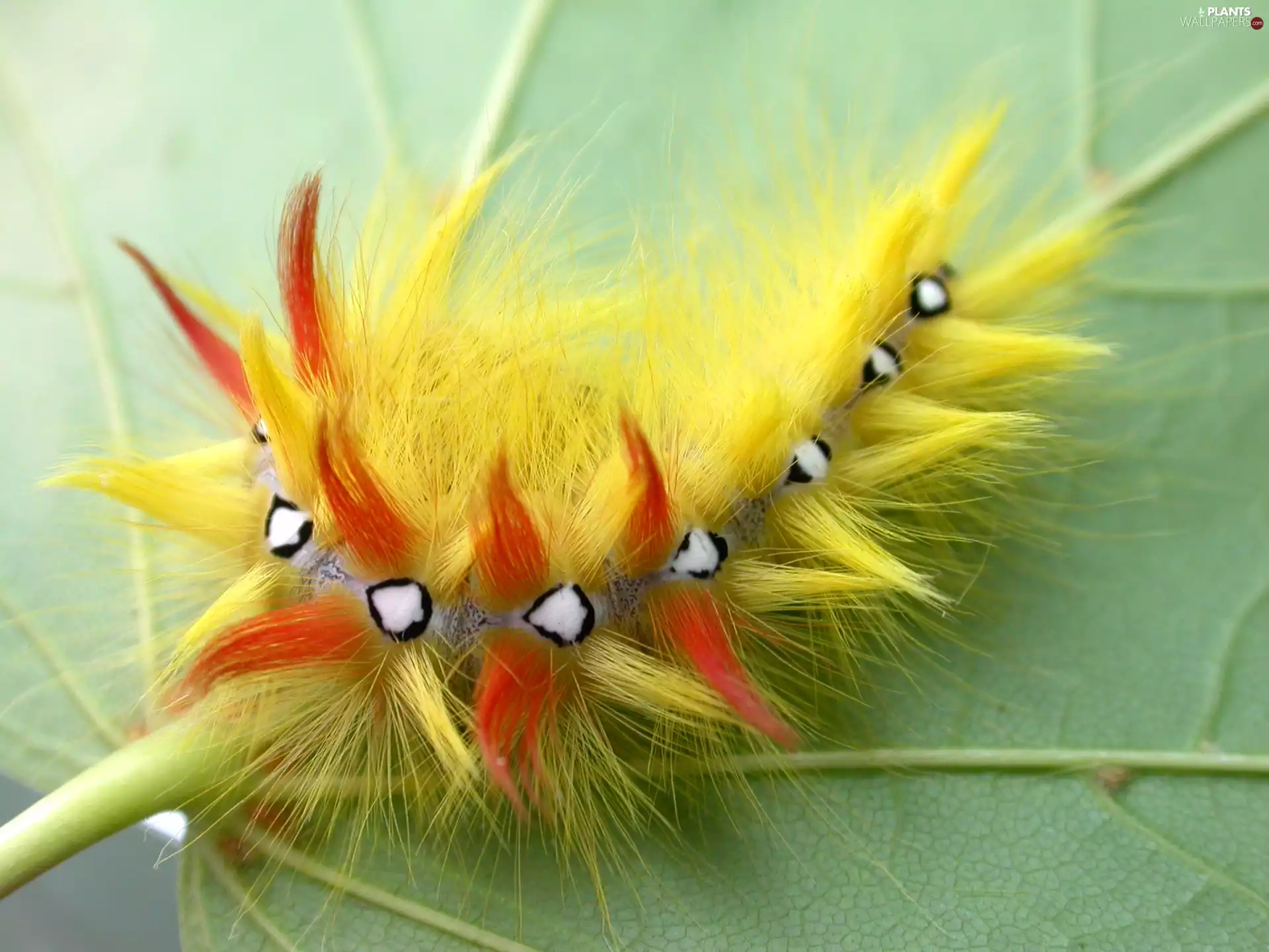caterpillar, leaf