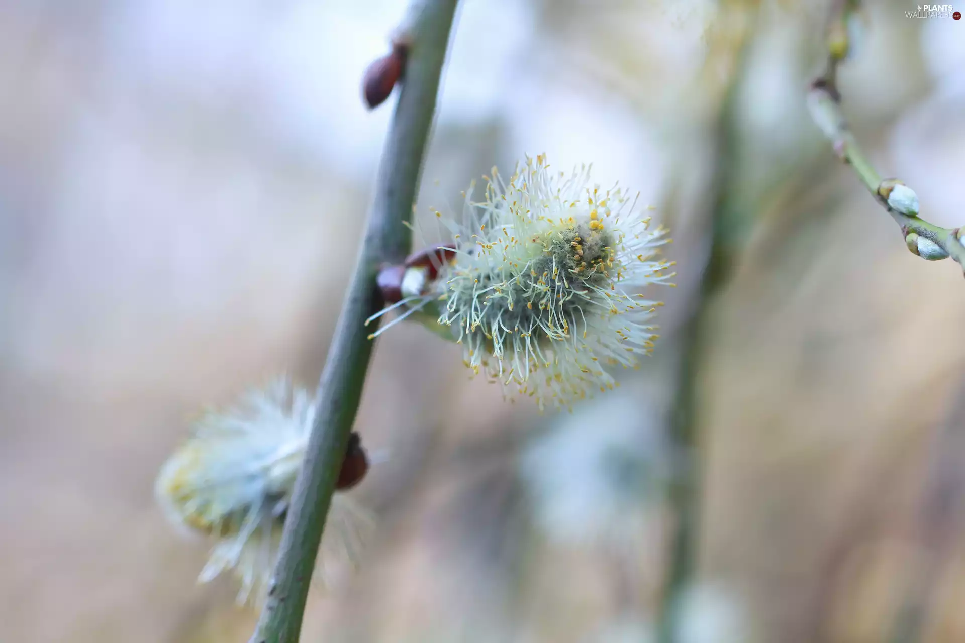 catkin, Willow