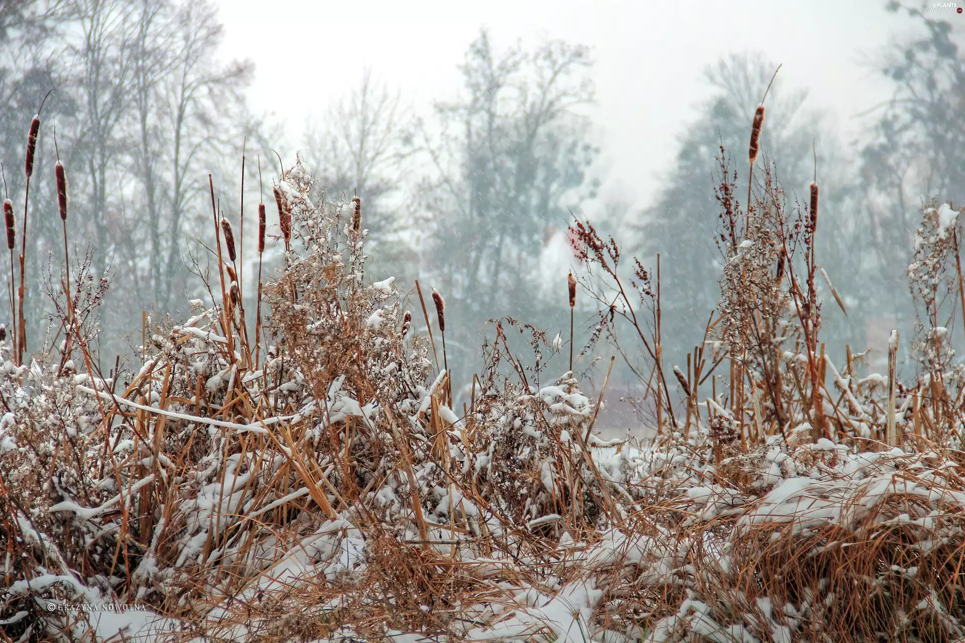 Cattail, winter, grass