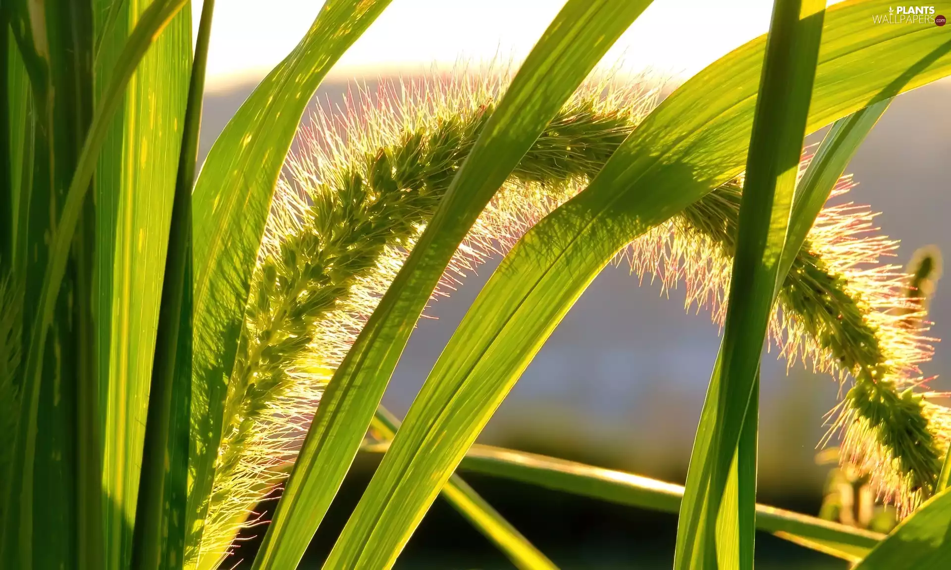 cereals, Leaf, ear