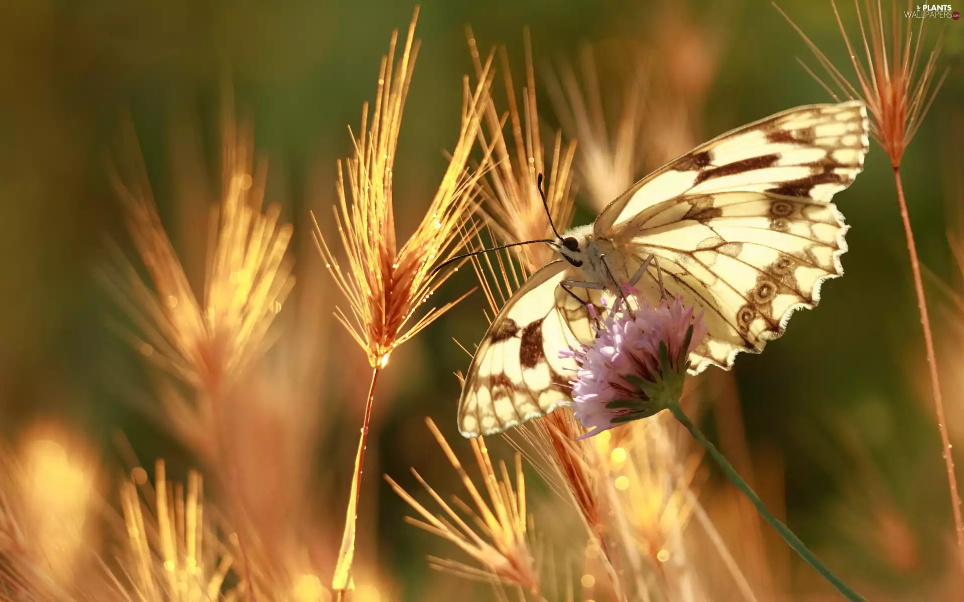 cereals, butterfly, Ears