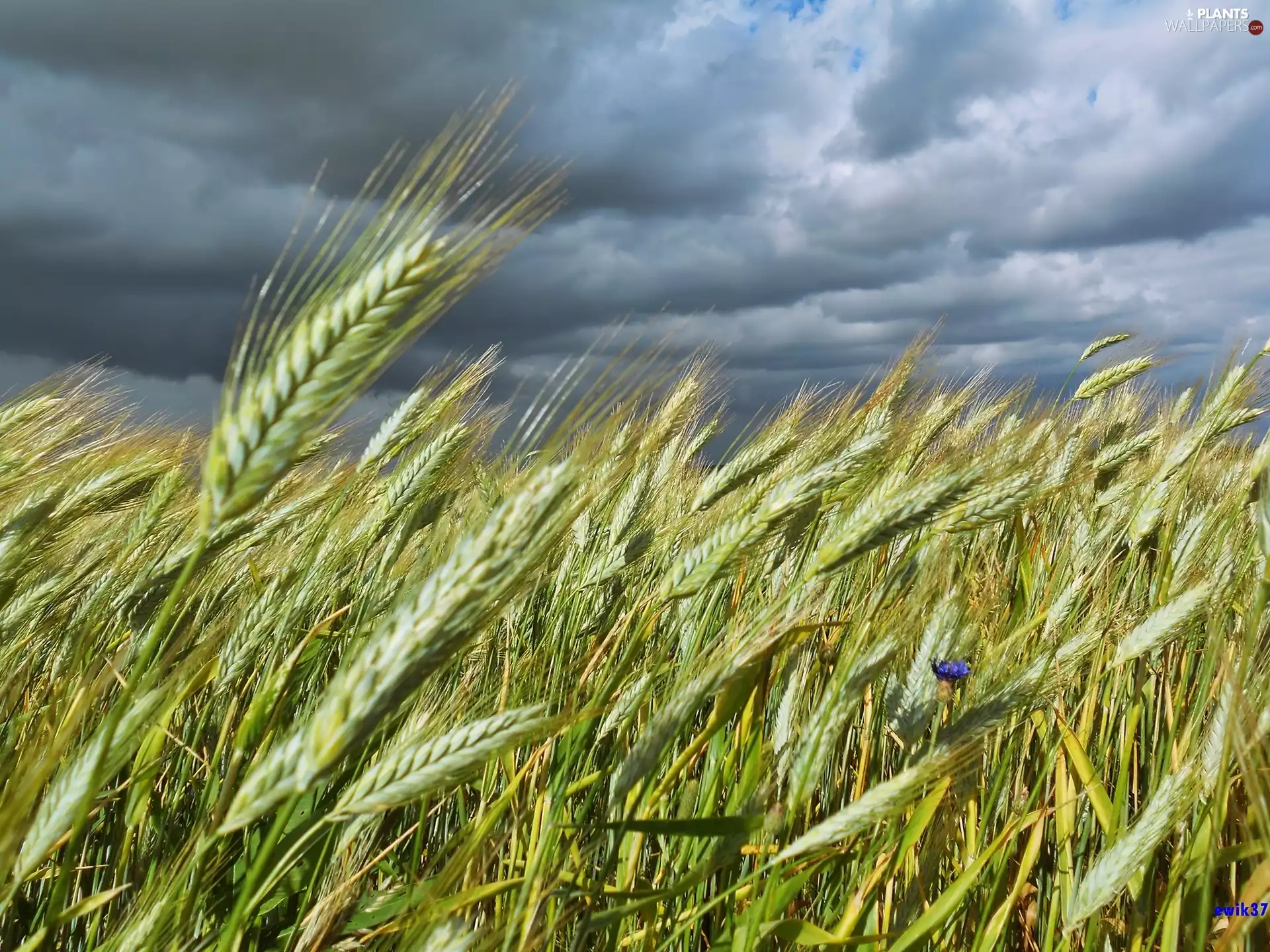 Ears, Sky, clouds, cereals