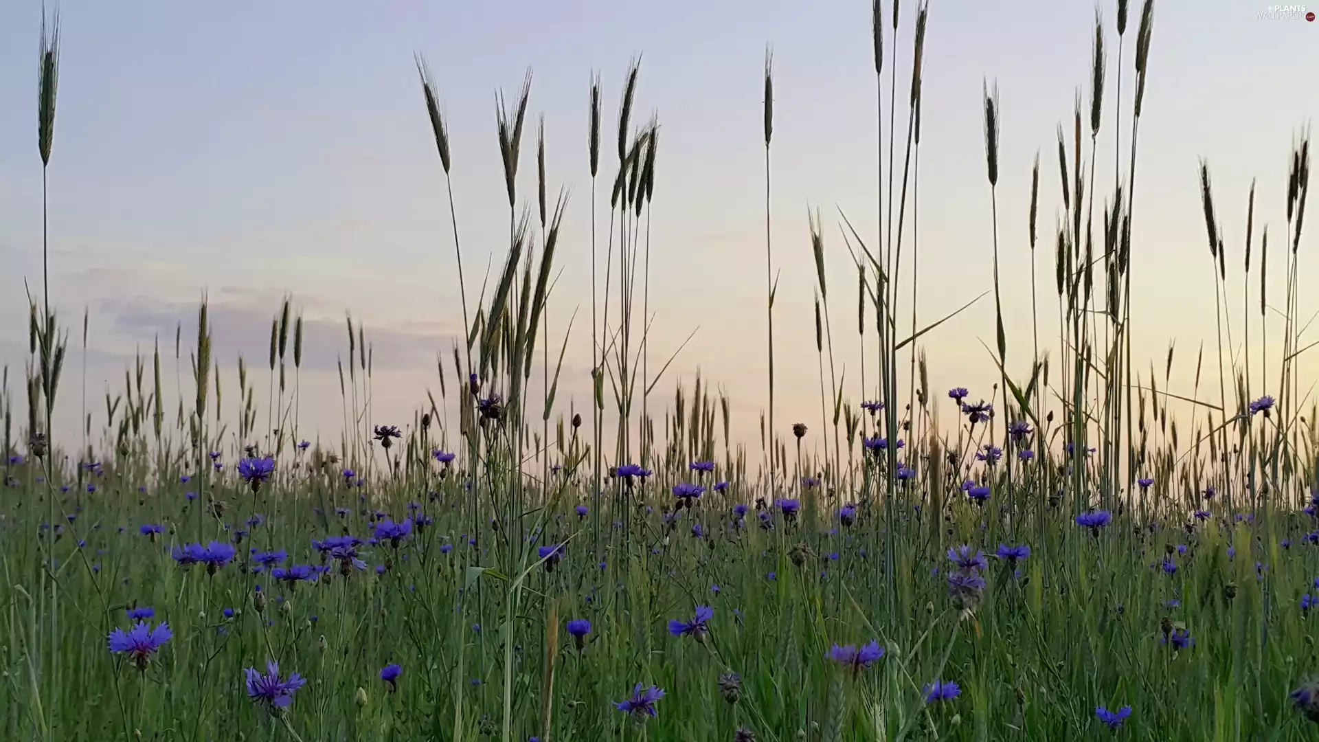 cereals, cornflowers, Ears