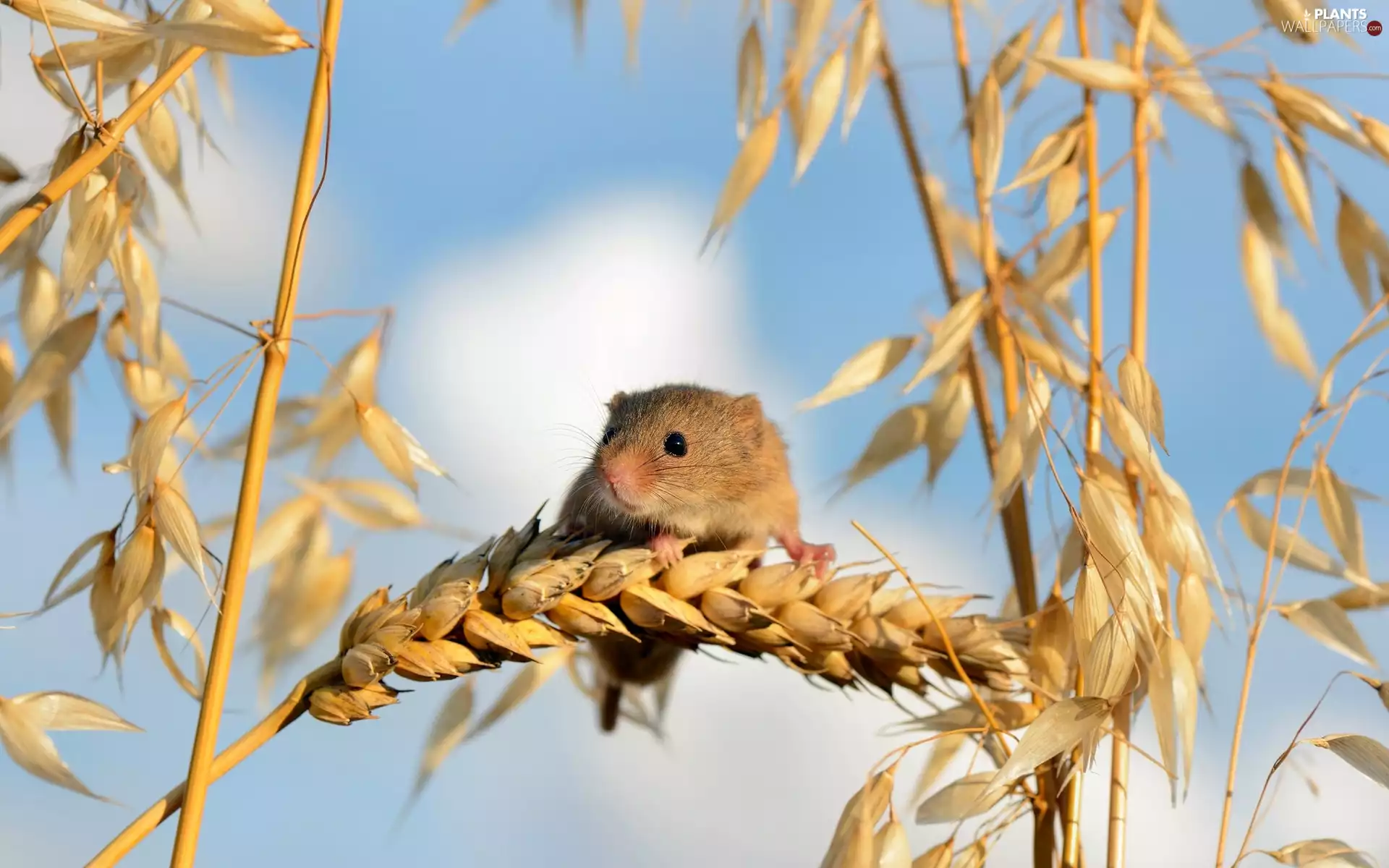 cereals, mouse, Ears