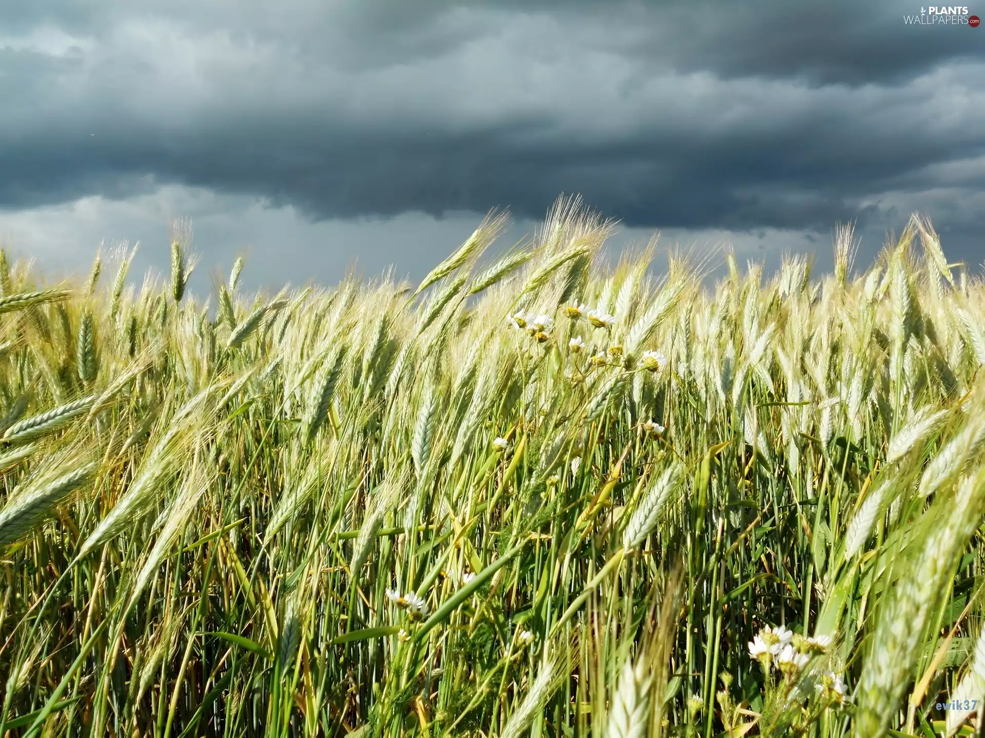 Ears, dark, Sky, cereals