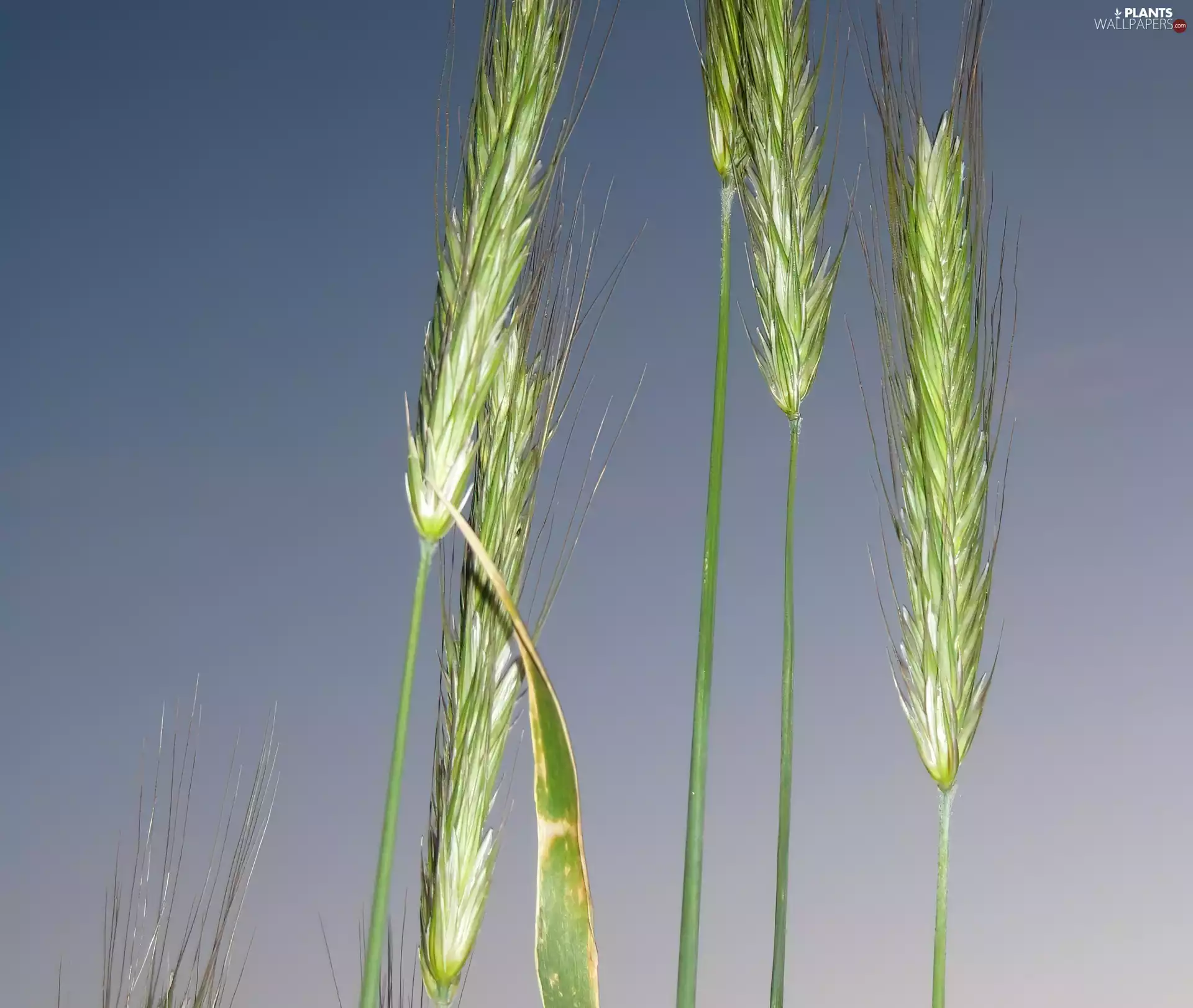 cereals, soaring, Ears